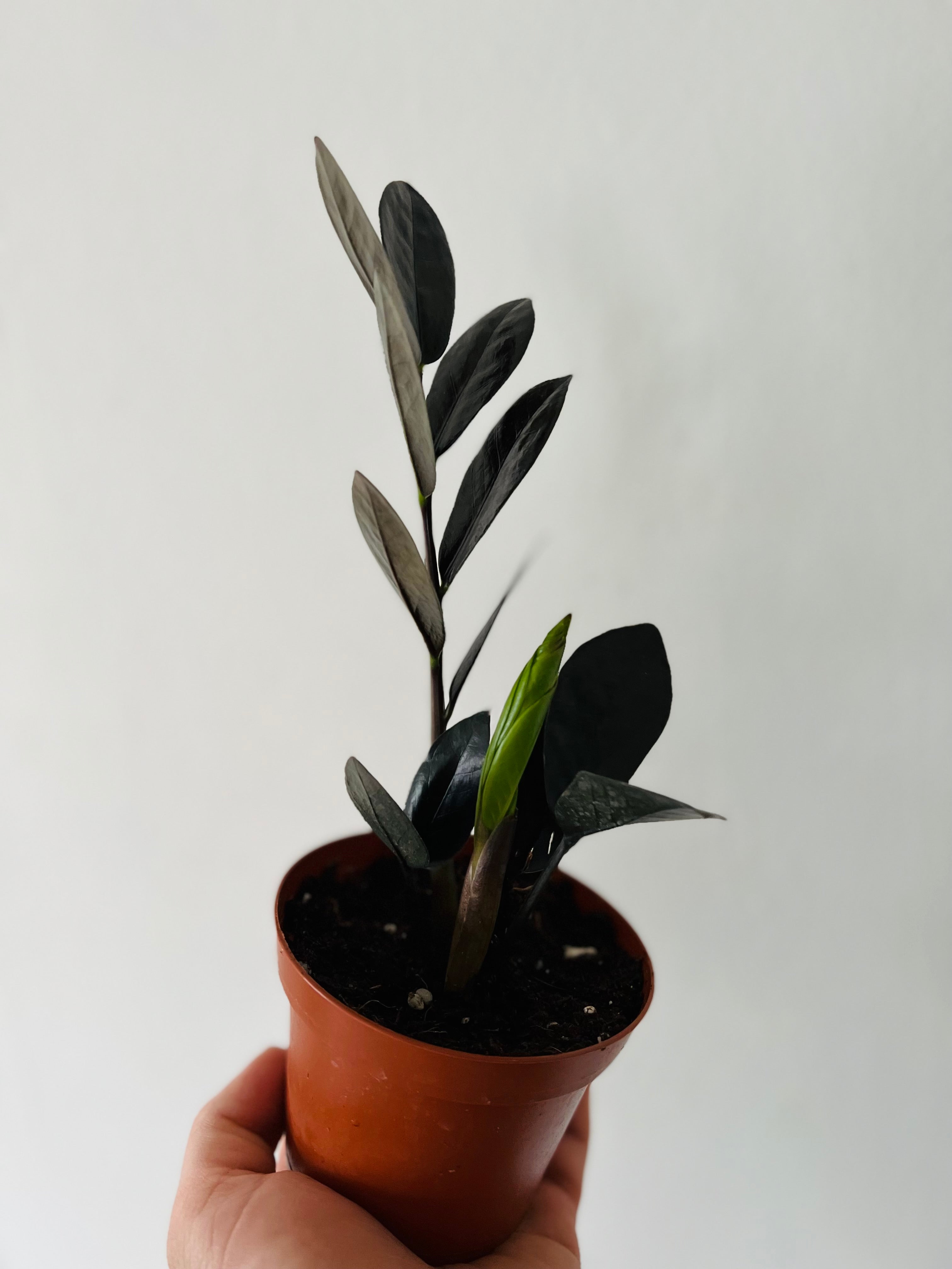 zz plant for sale ZZ 'Nova Star' 4