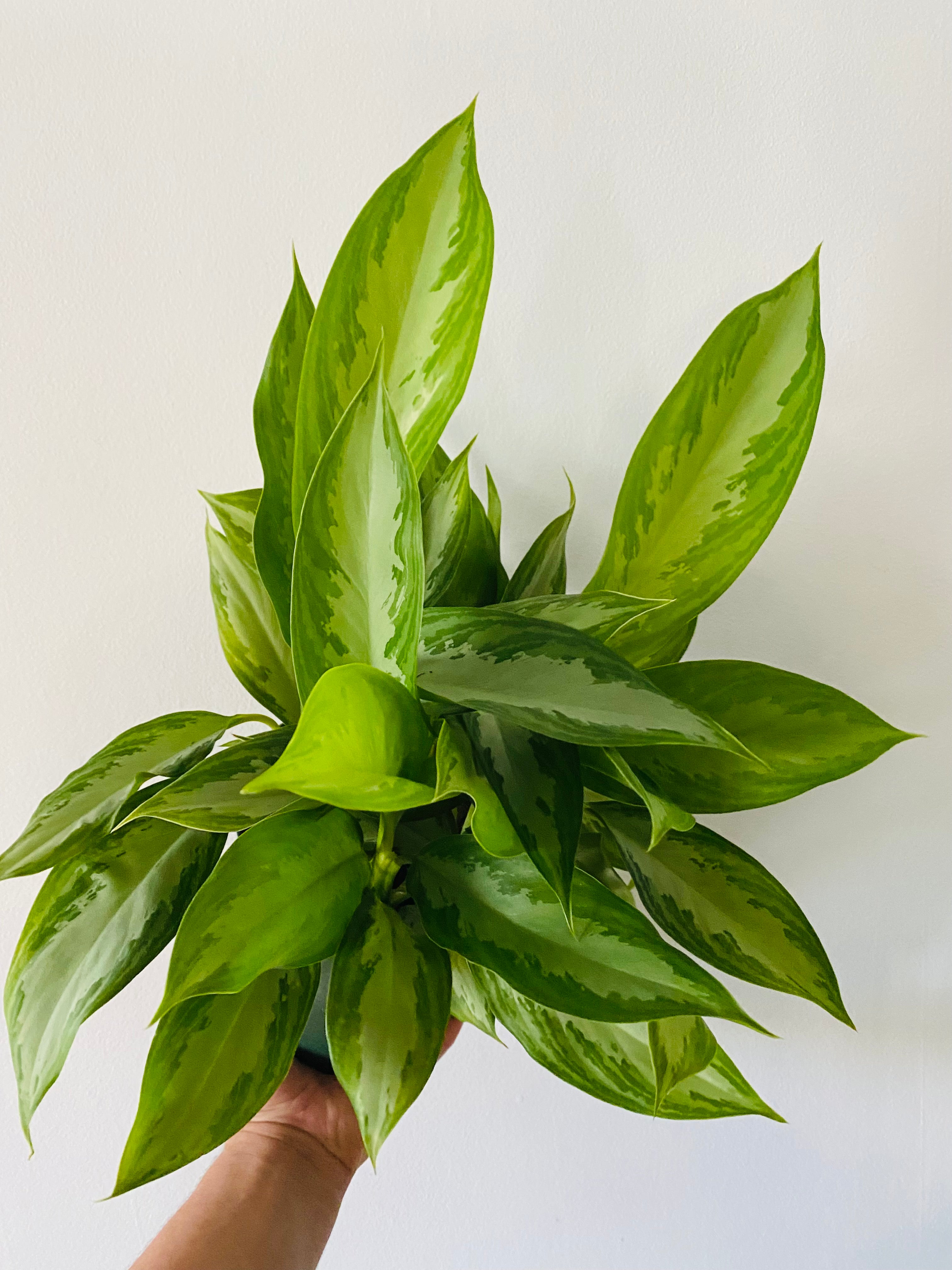 aglaonema the sill Aglaonema 'Silver Bay'