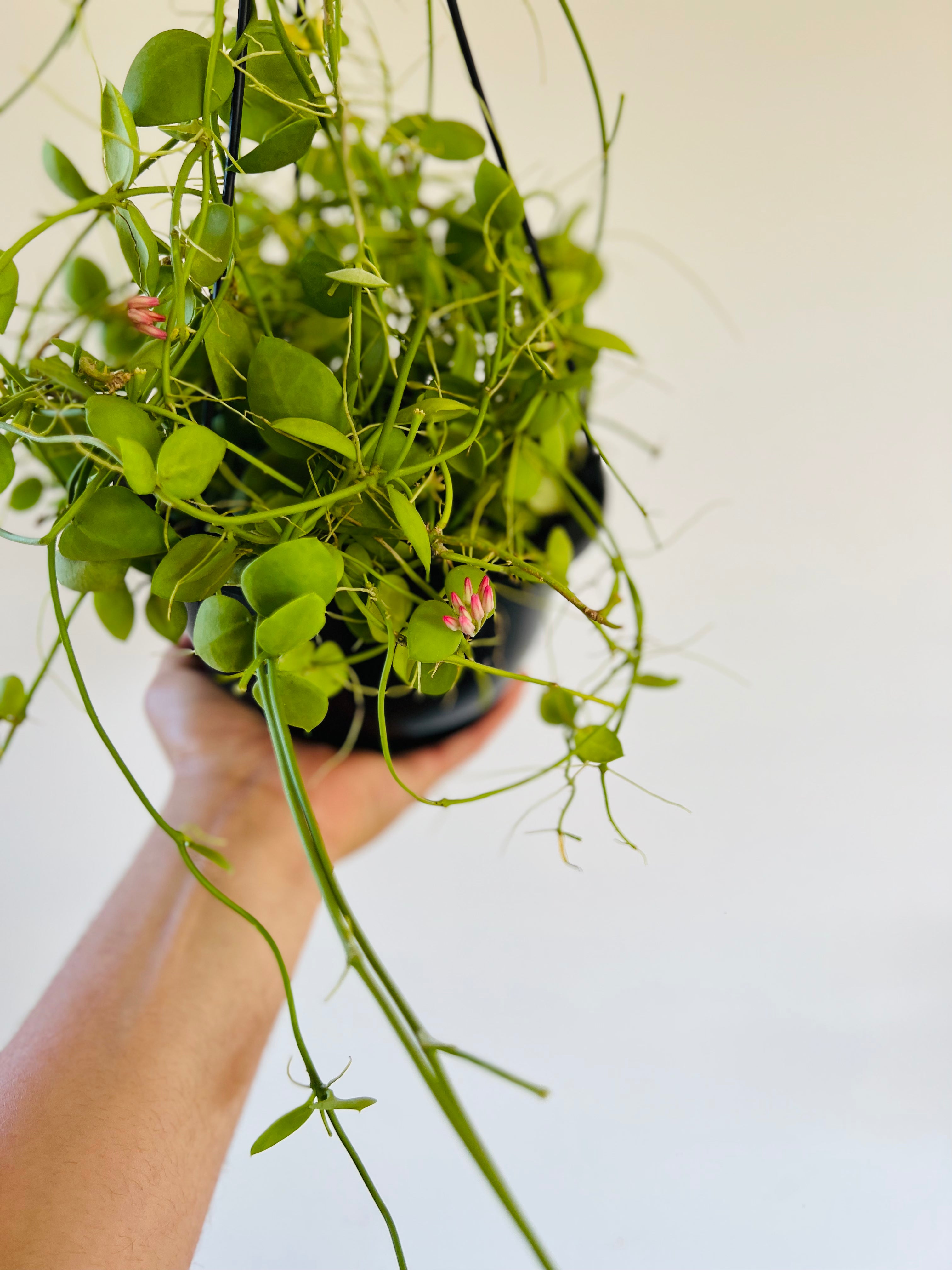 Dischidia Snaily - Full & Trailing - Currently Flowering - 6" Hanging