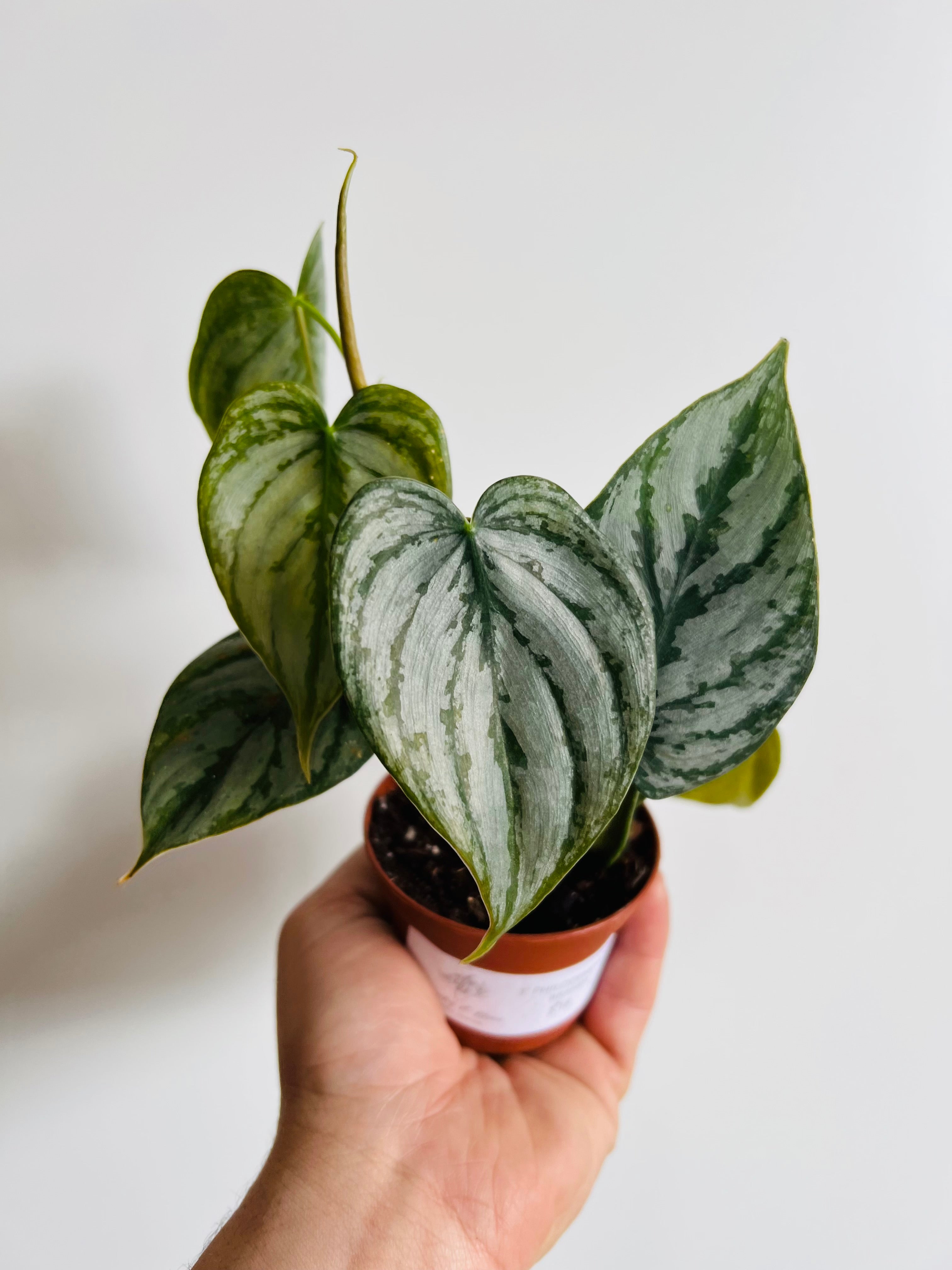 philodendron brandtianum kaufen Philodendron Brandtianum - Silver Shield