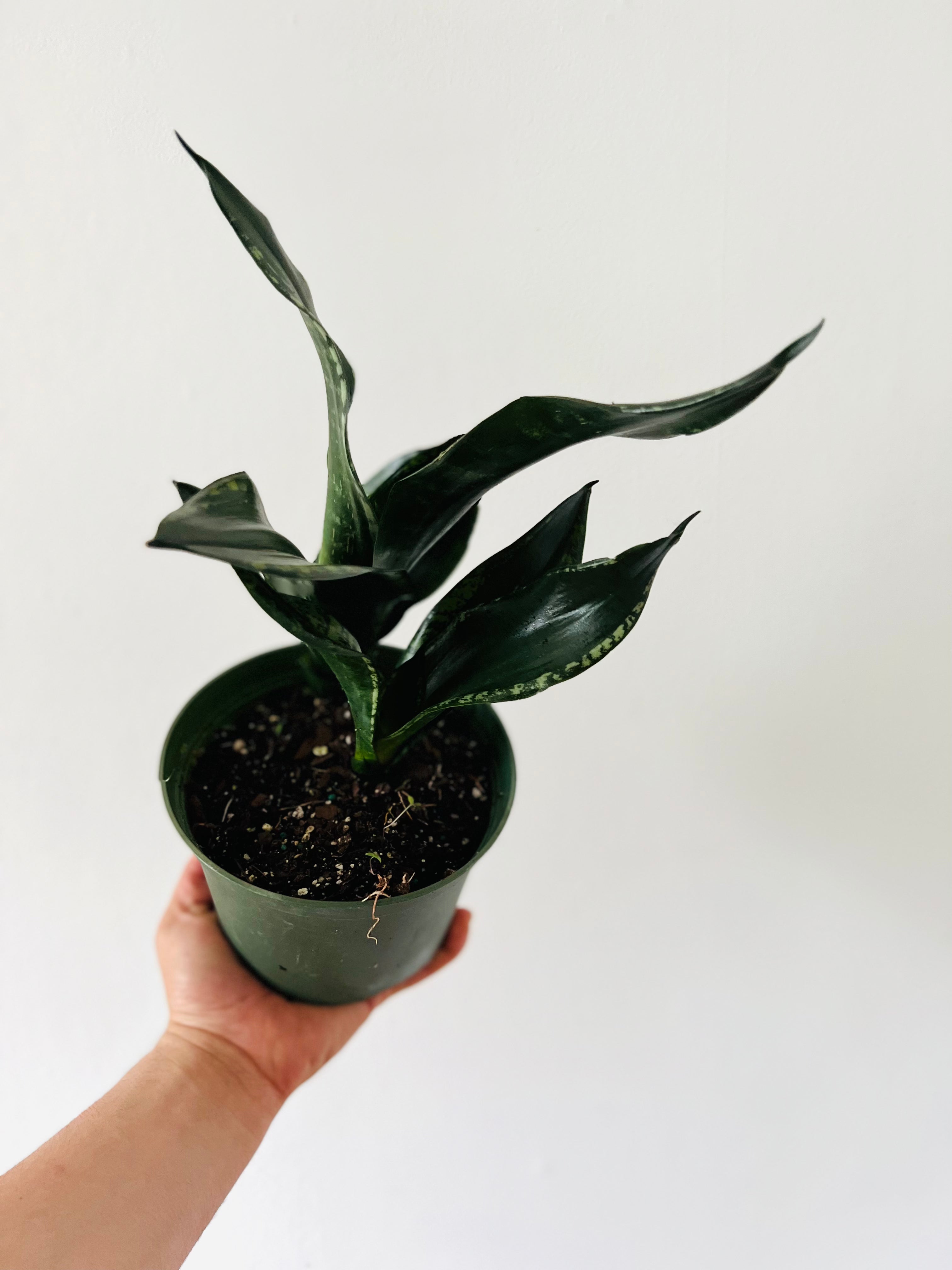 Sansevieria Silver Flame - 6" Pot  Brumley & Bloom