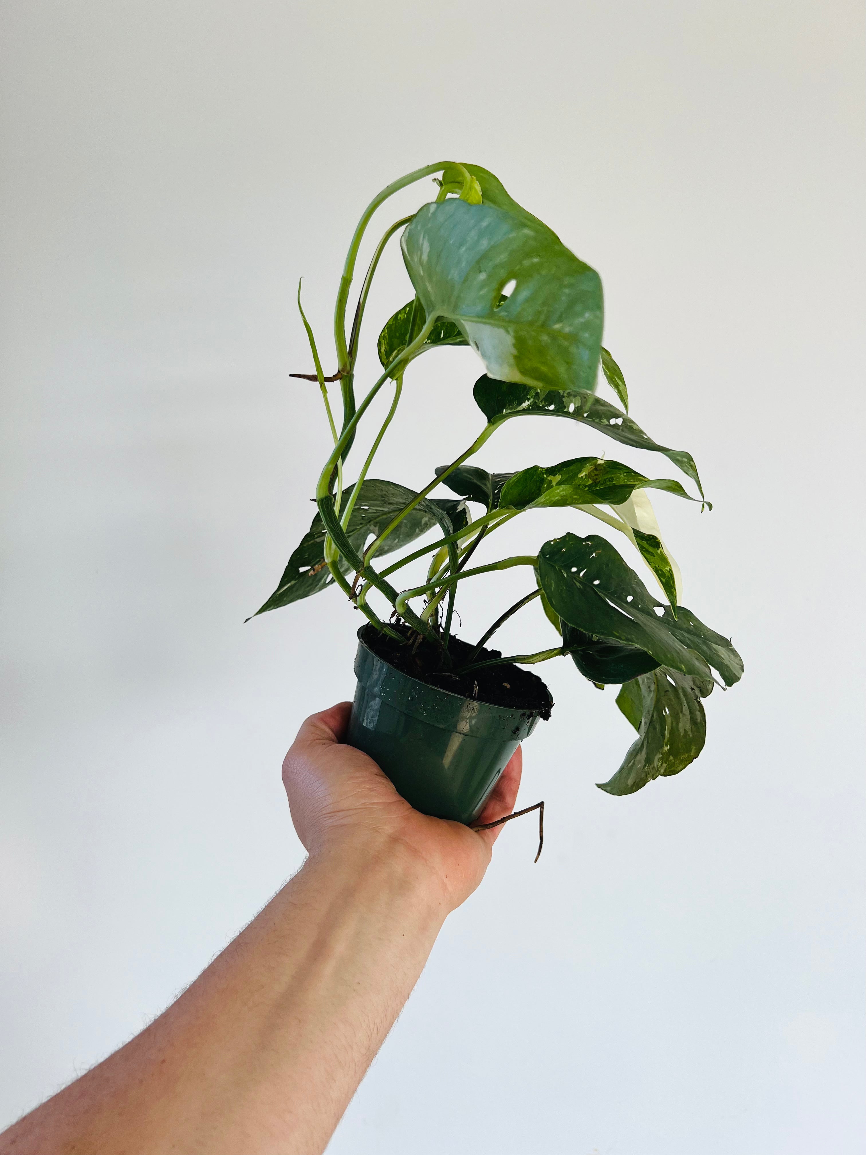 pothos epipremnum pinnatum albo variegata Pothos (Epipremnum Pinnatum 'Albo-Variegata') Live Houseplant 4" Pot