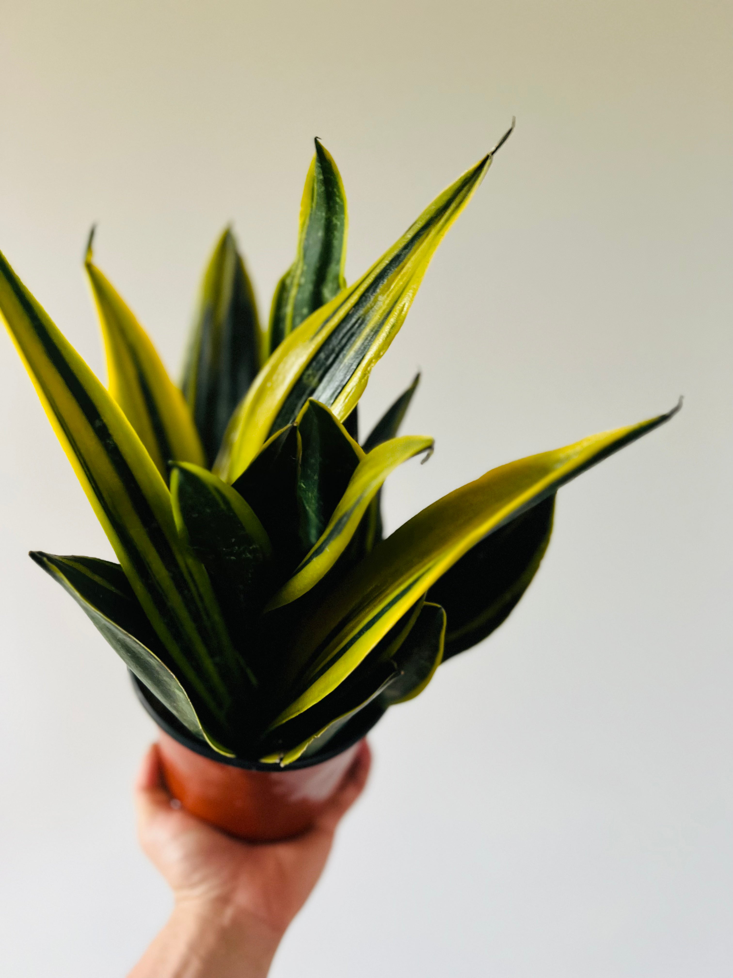 sansevieria trifasciata diamond flame Sansevieria Flame