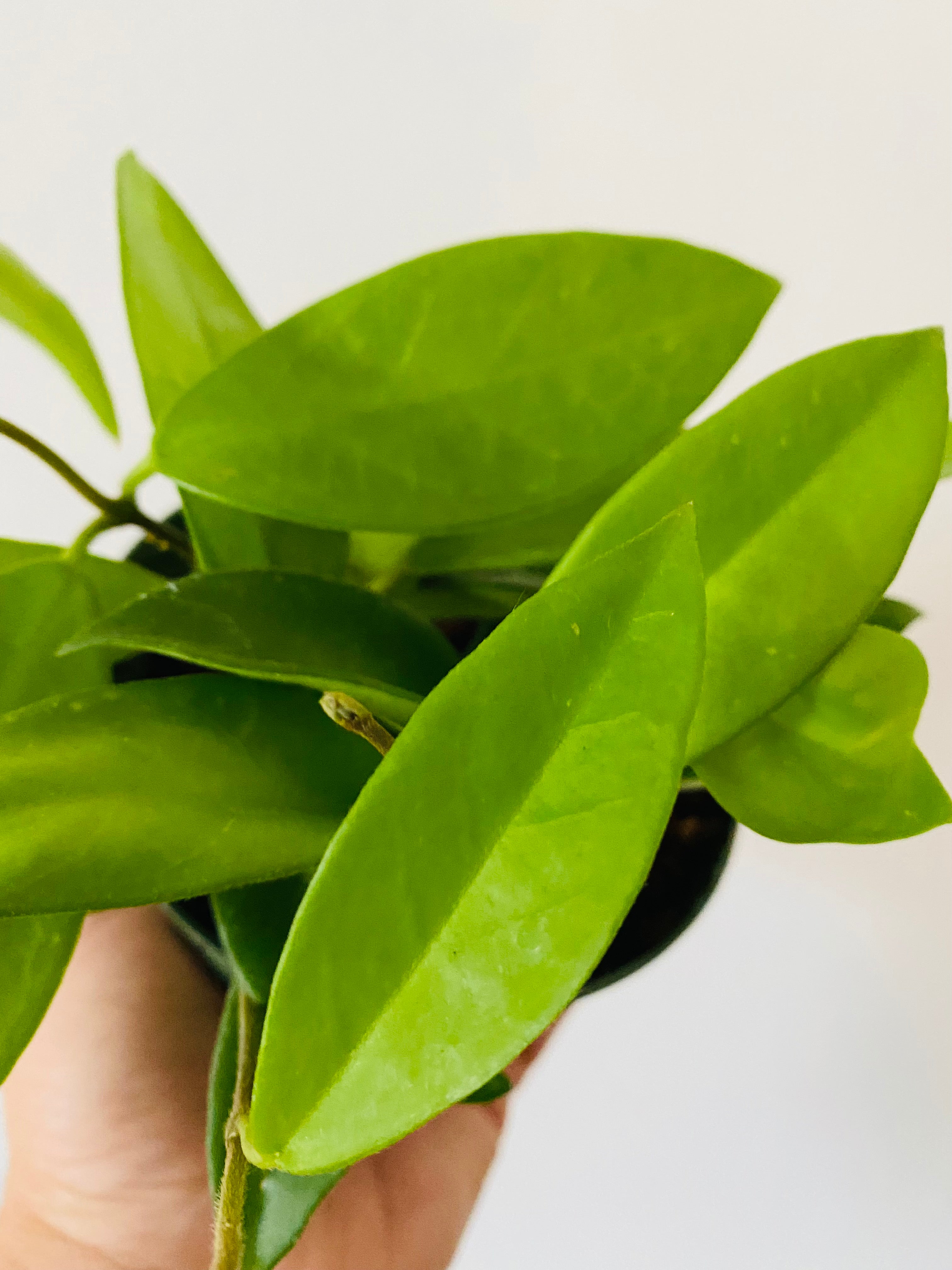 green jade wax plant - hoya Hoya Jade