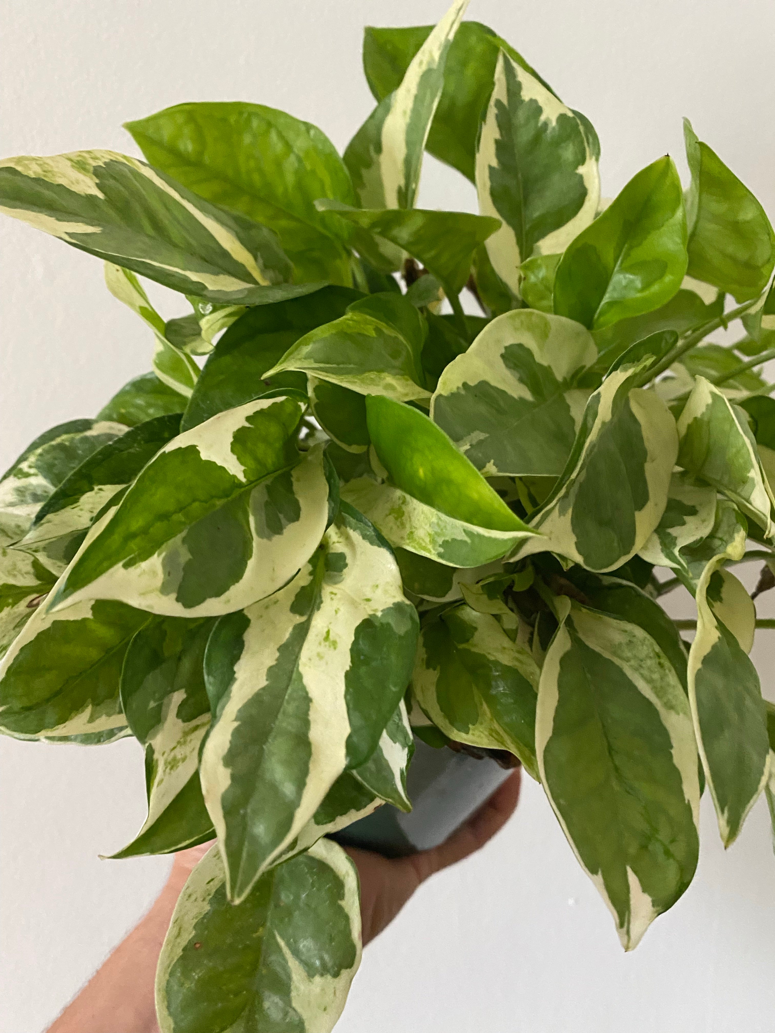 Pothos Pearls & Jade Epipremnum Aureum 'Pearls & Jade' 6" Pot