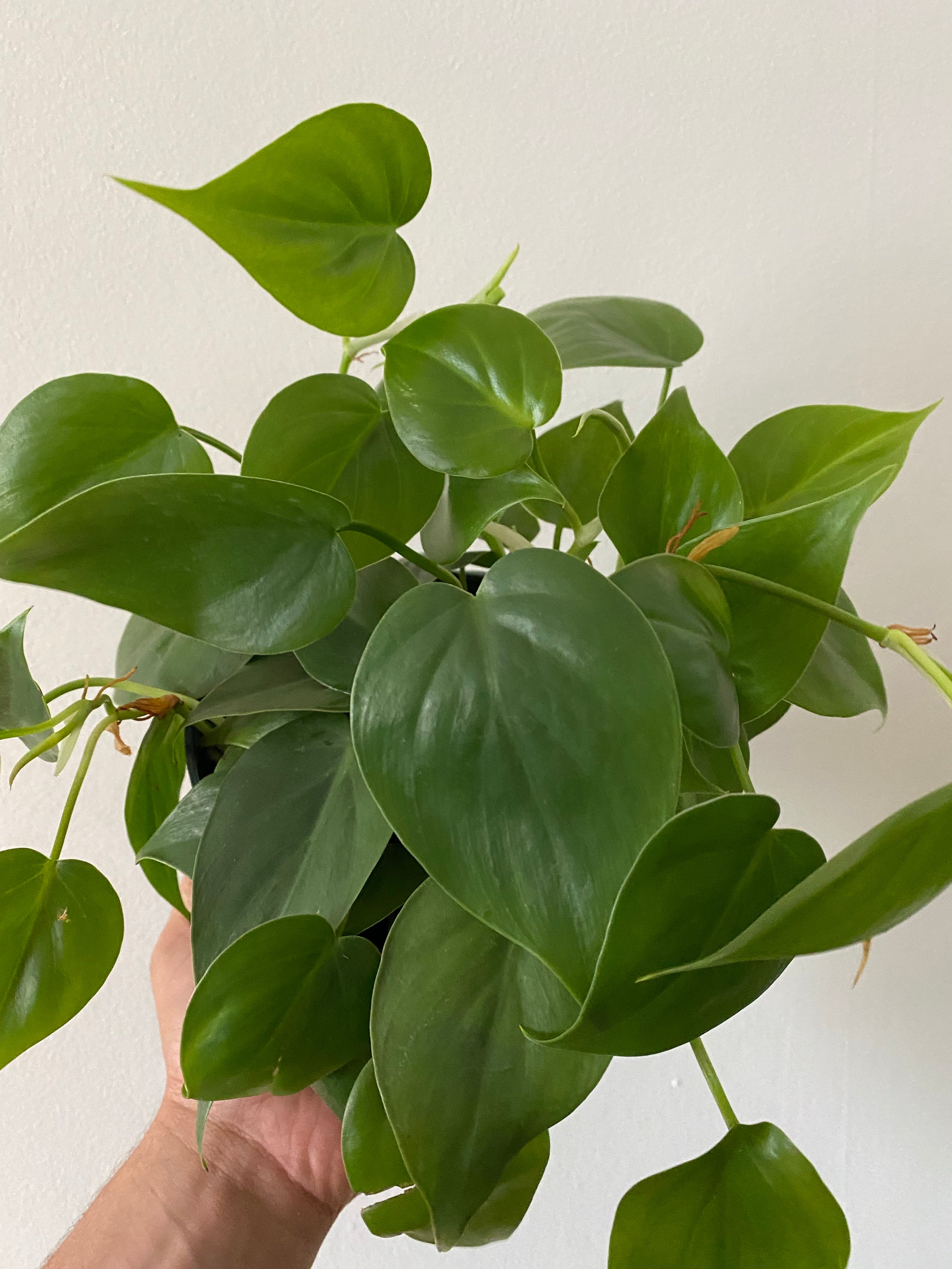 green philodendron hederaceum Philodendron hederaceum cordatum