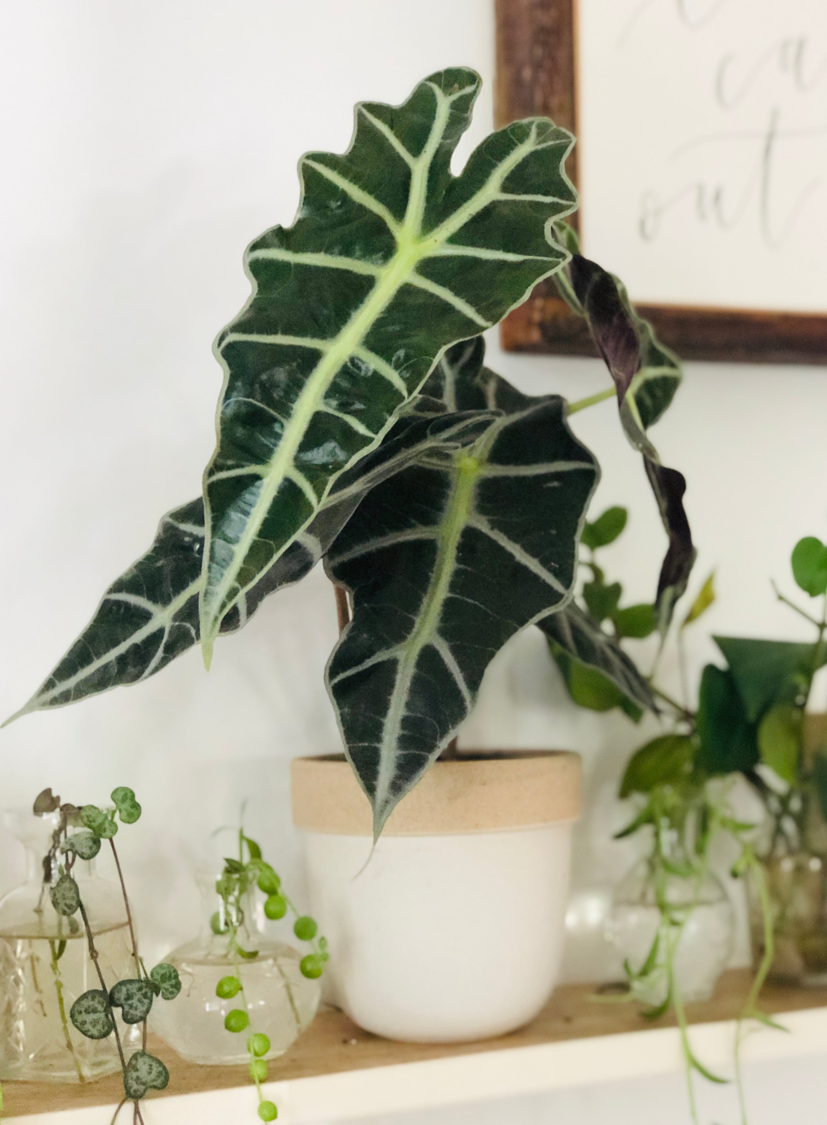 calathea polly Alocasia Amazonica 'Polly'