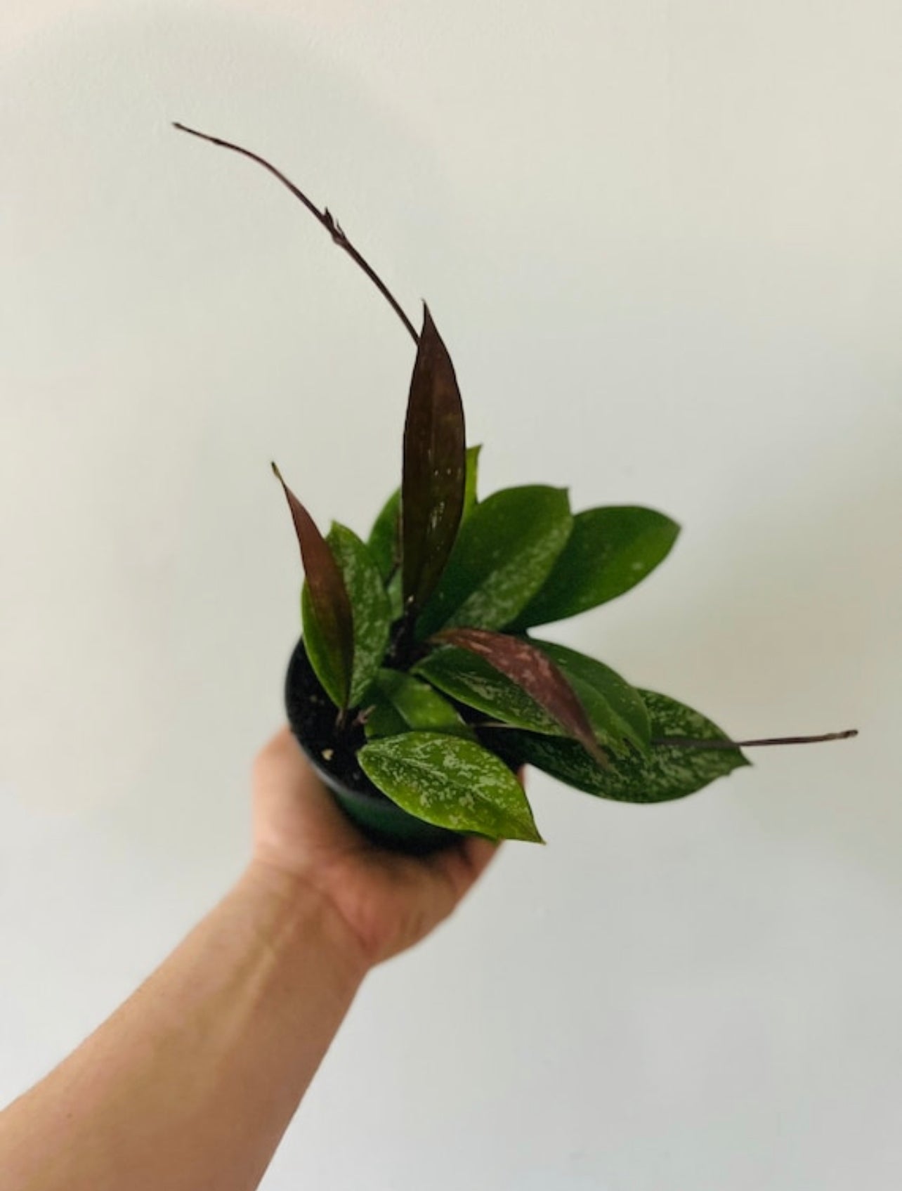 0458 Hoya papuana ホヤ　パプアナ　パプアニューギニア産 Hoya Pubicalyx Royal Hawaiian Purple - 4