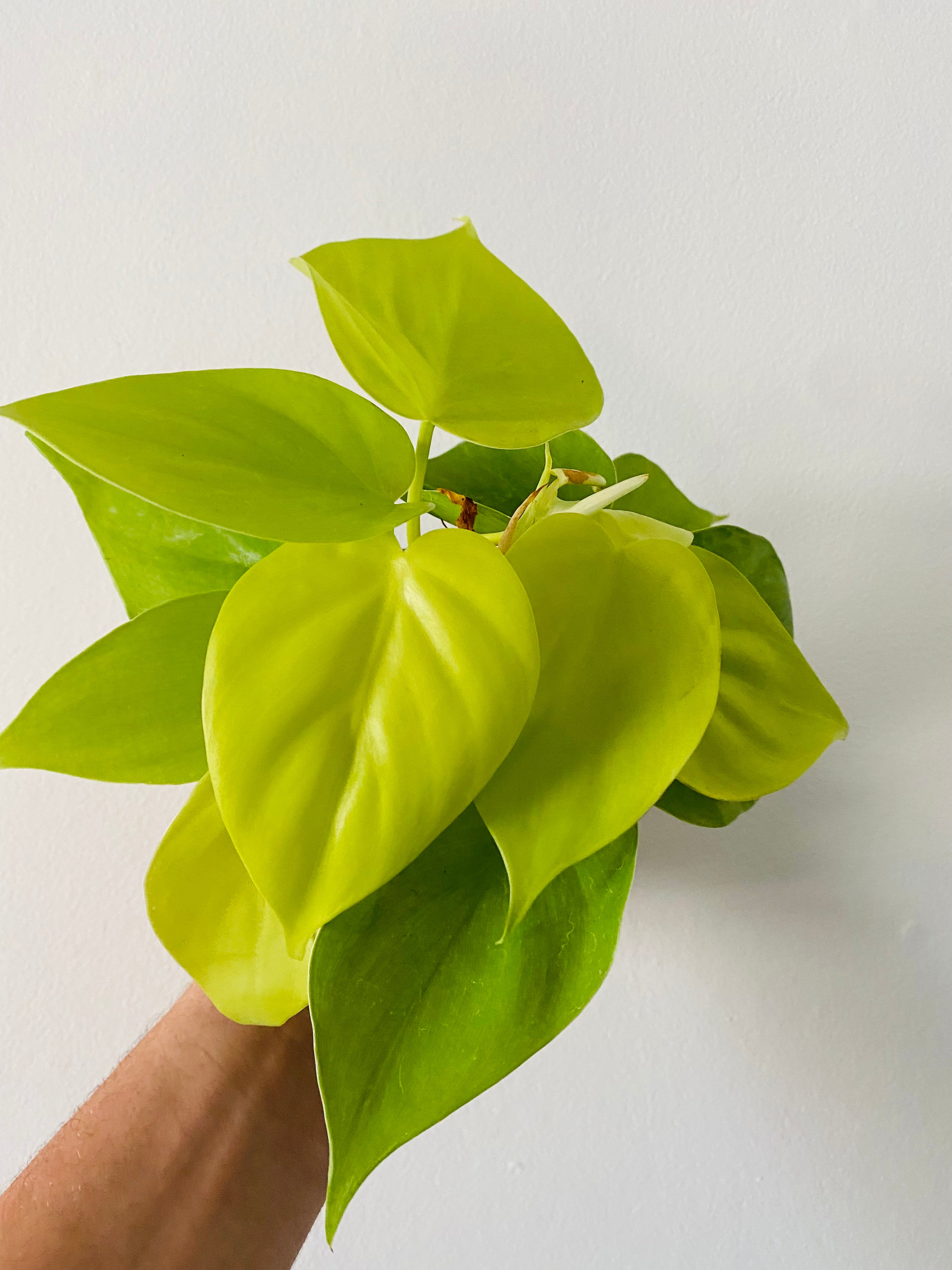 philodendron hederaceum lime Philodendron 'Neon' 4" Pot