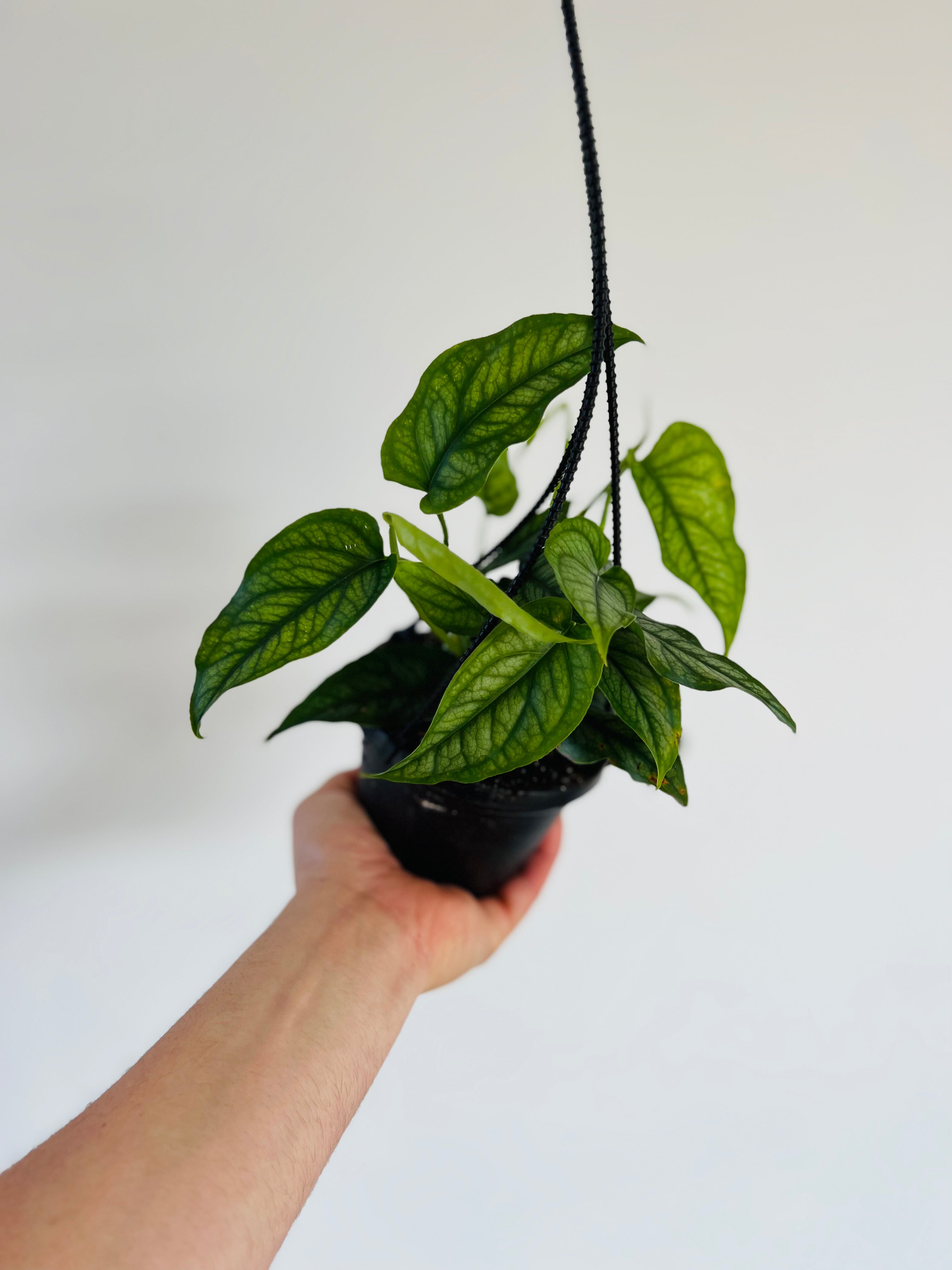 philodendron atom vermehren 4