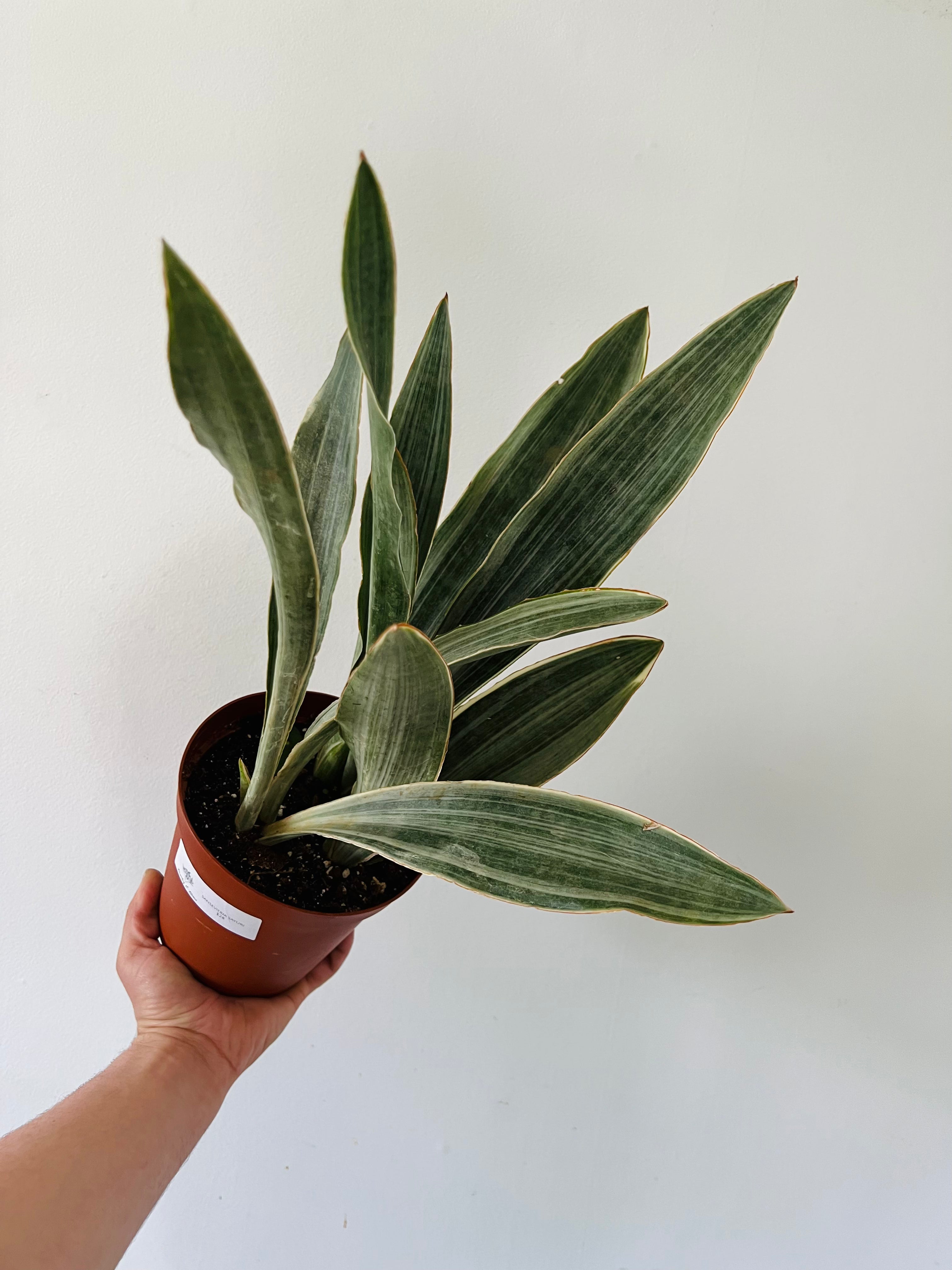Sansevieria Sayuri