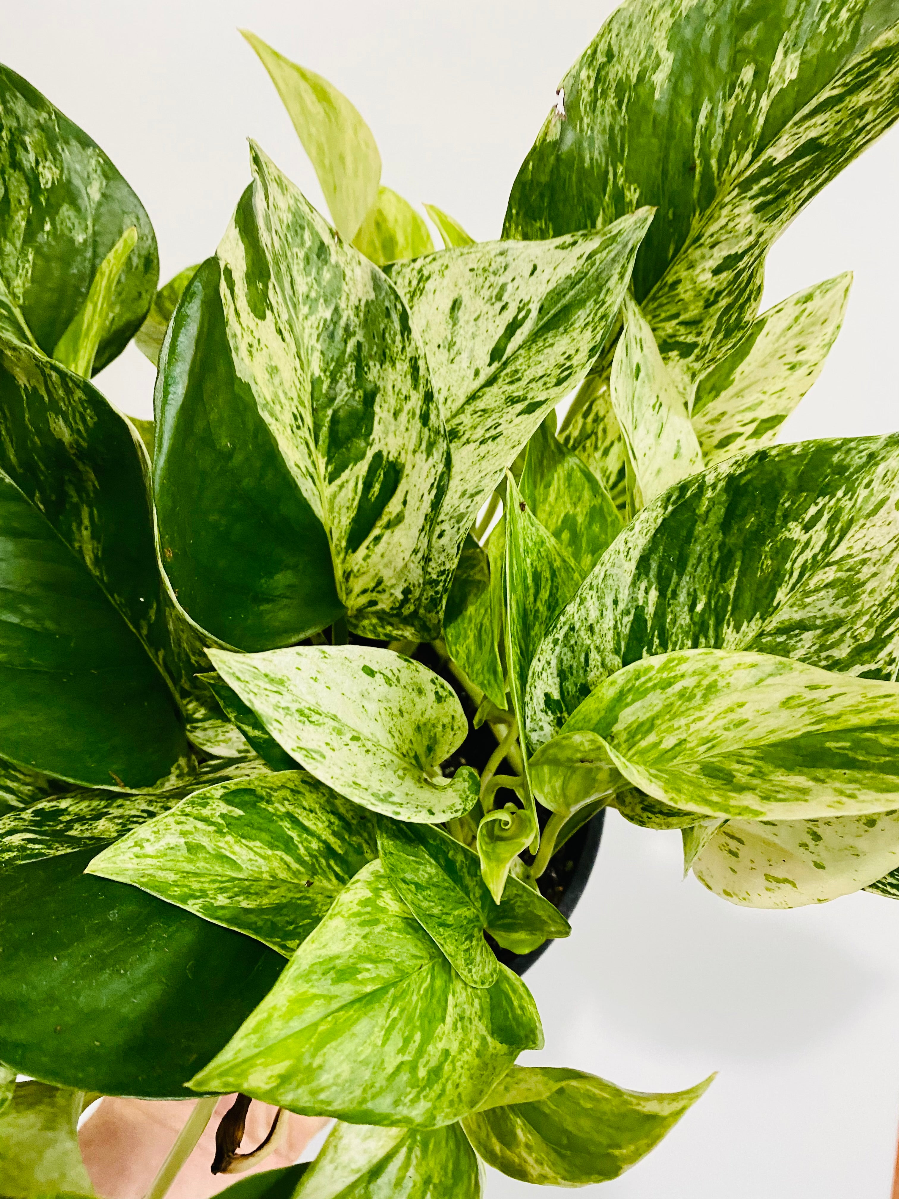 Marble Queen Pothos - Epipremnum Aureum 'Marble Queen'
