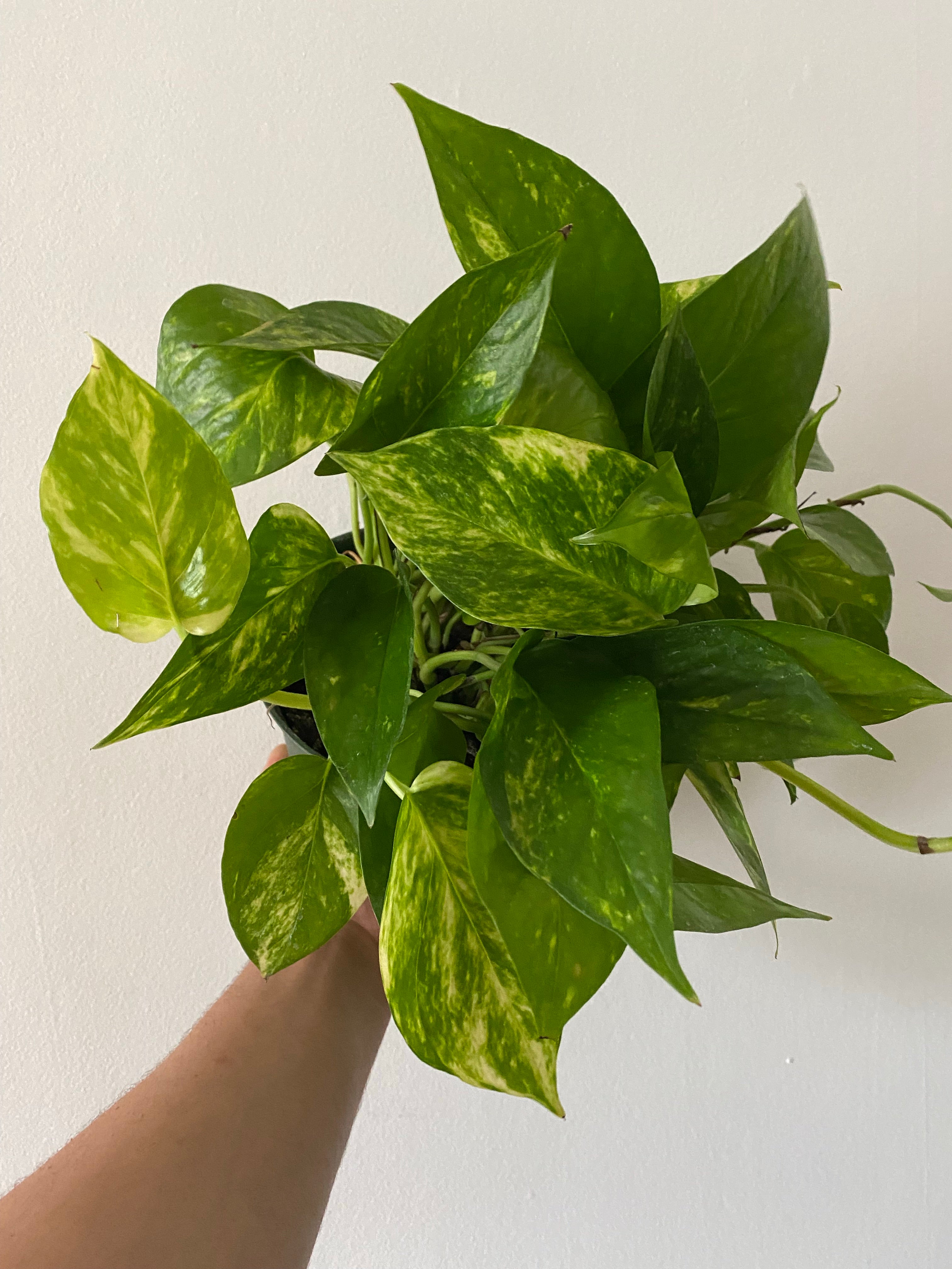 pothos marble queen vs golden Golden Pothos - Epipremnum Aureum