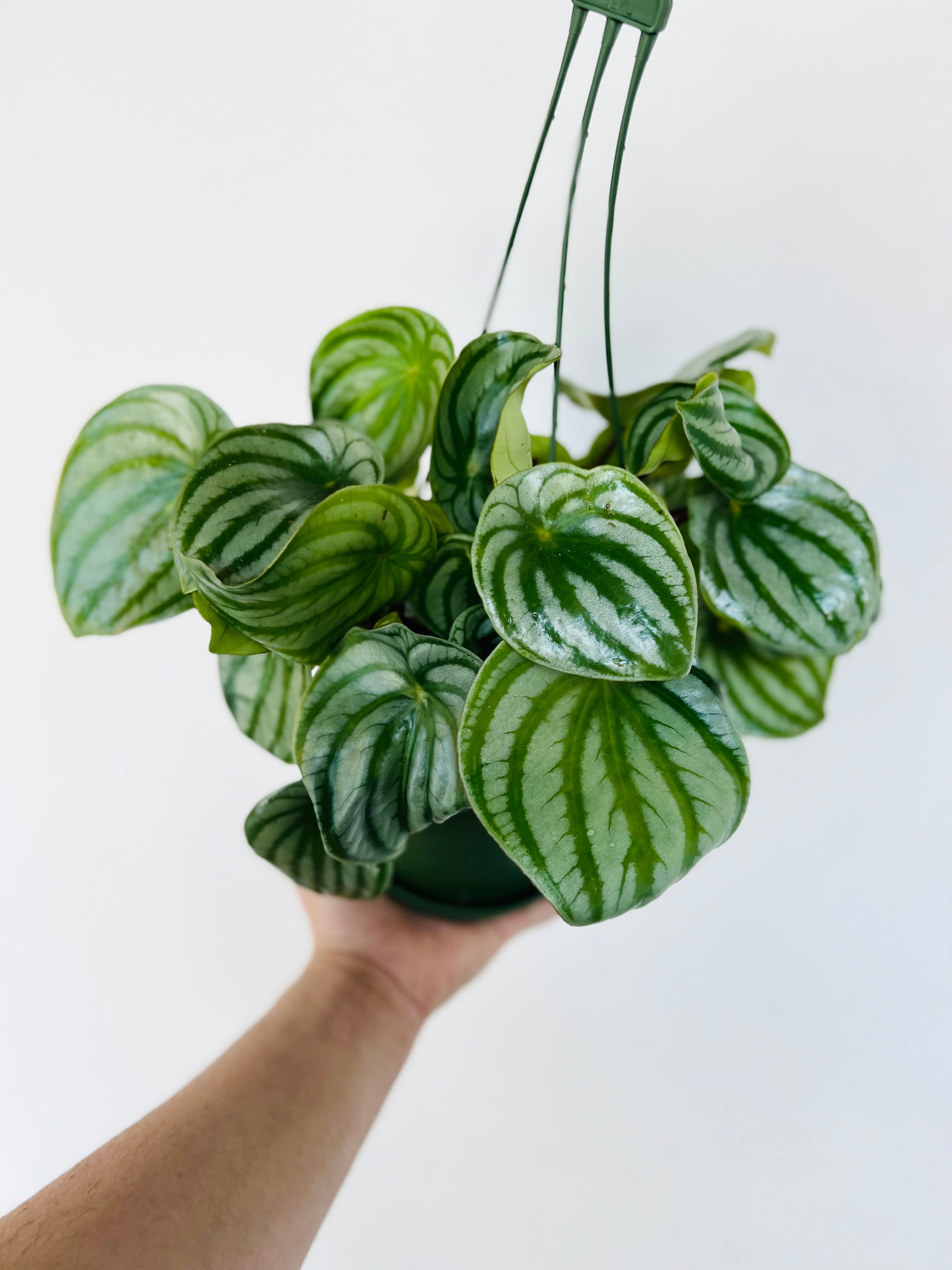 peperomia hanging plant Peperomia Watermelon