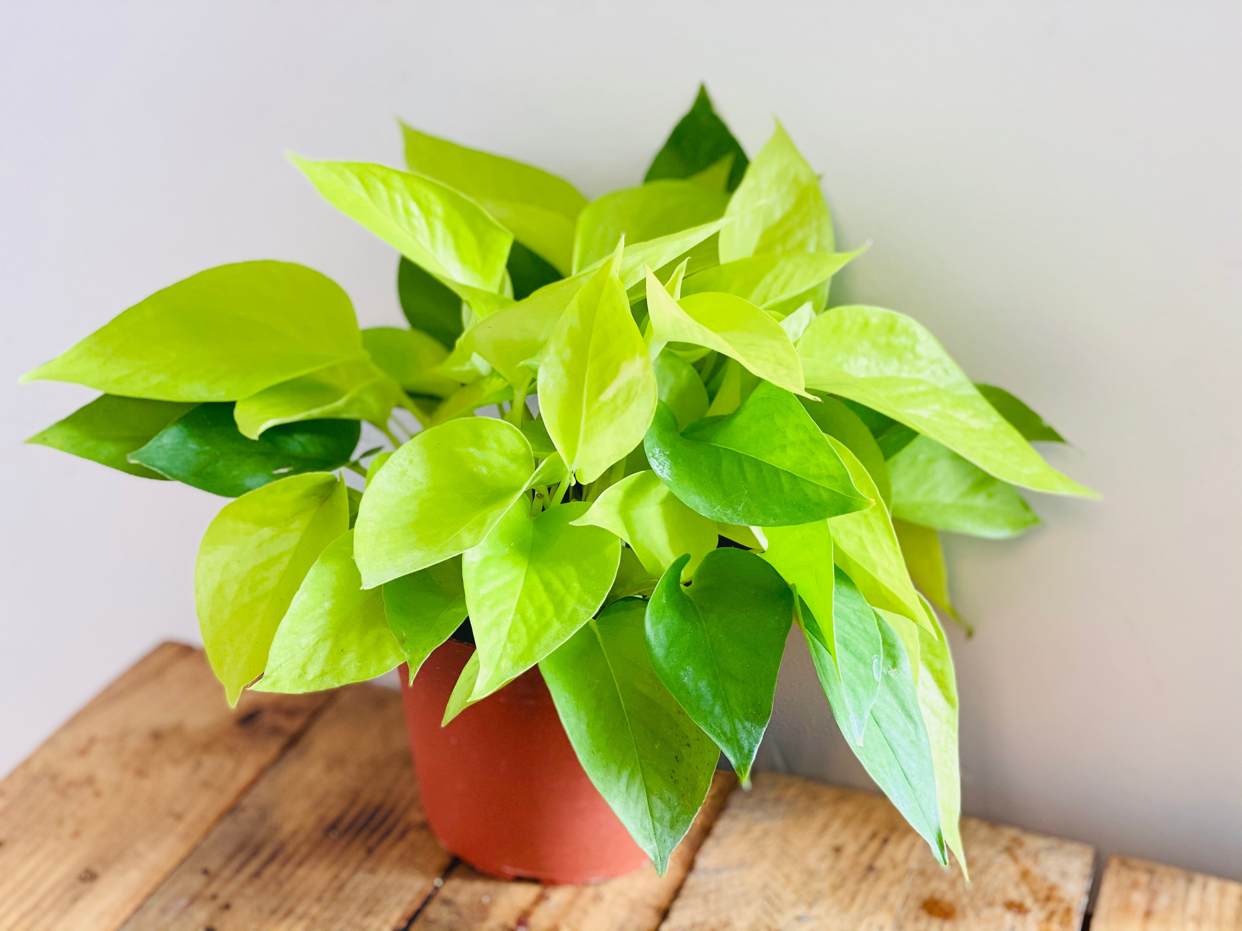 golden pothos etsy Neon Pothos 6 inch