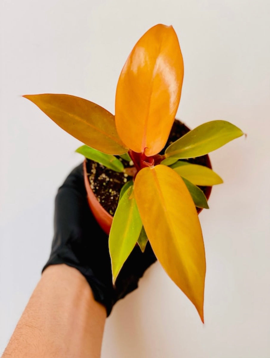 philodendron hybrid prince of orange Prince of Orange Philodendron - Easy to Grow
