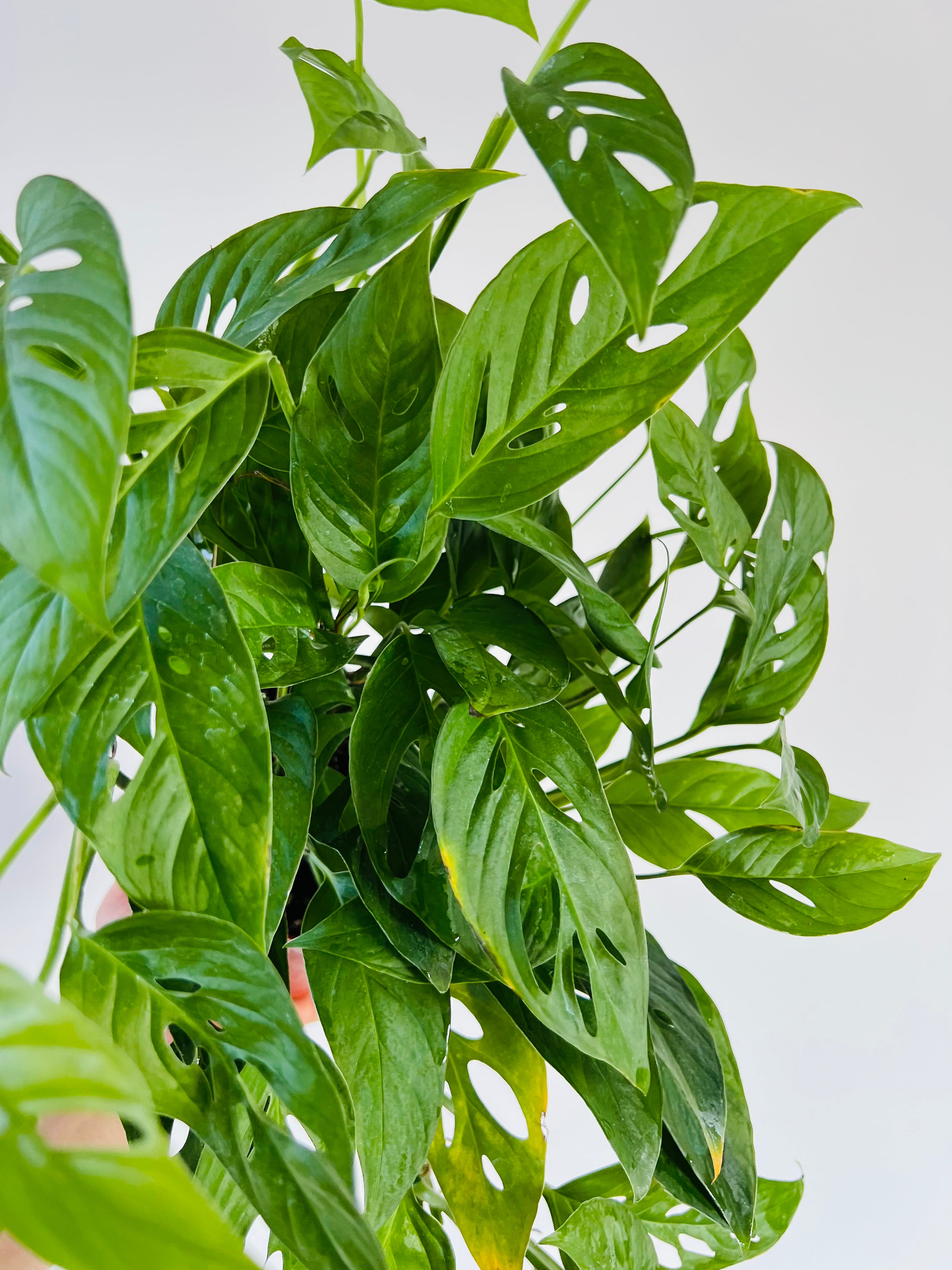 Monstera Adansonii 'Narrow Form' Swiss Cheese 6" Pot Plant