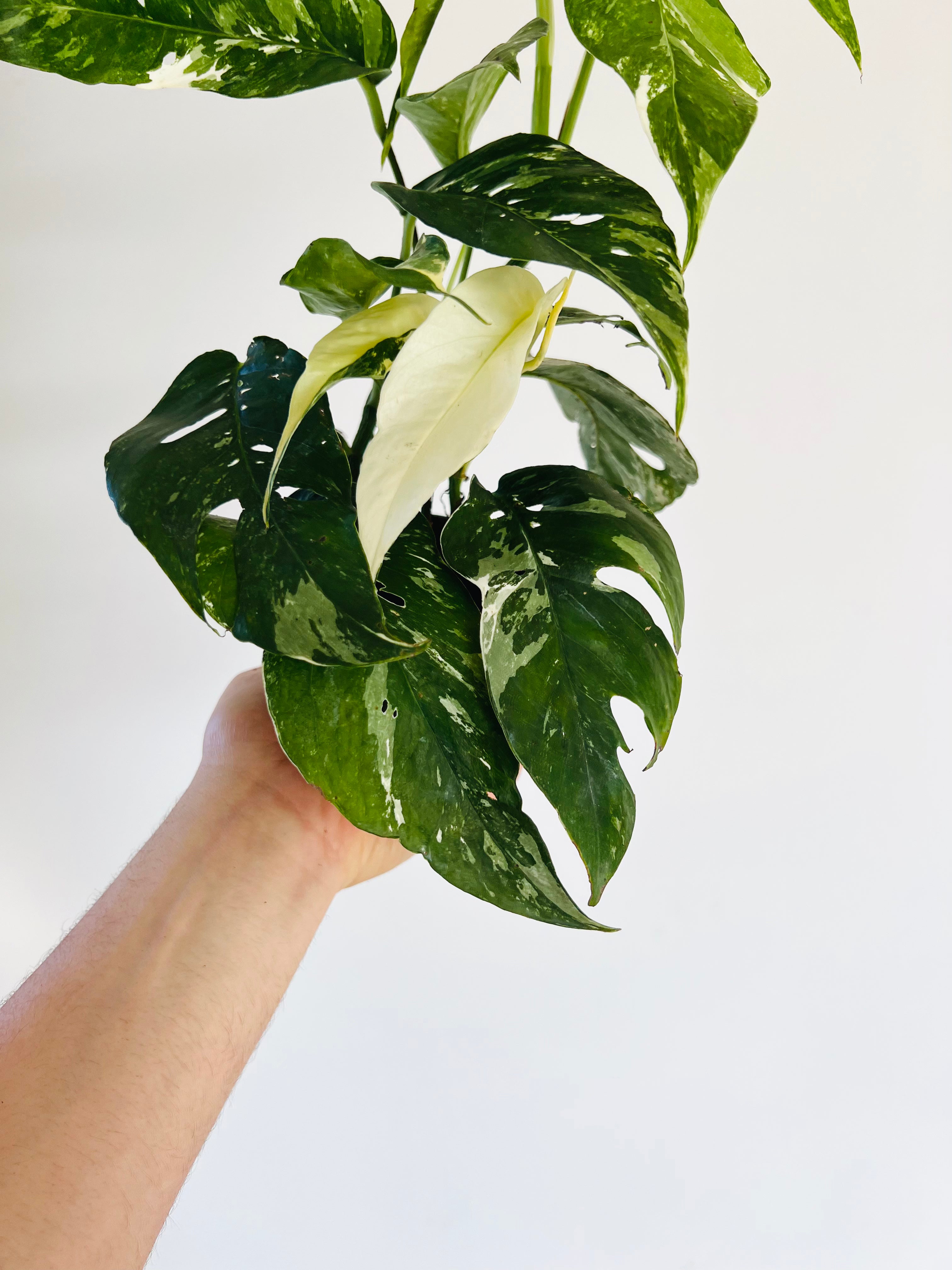 Epipremnum Pinnatum Albo