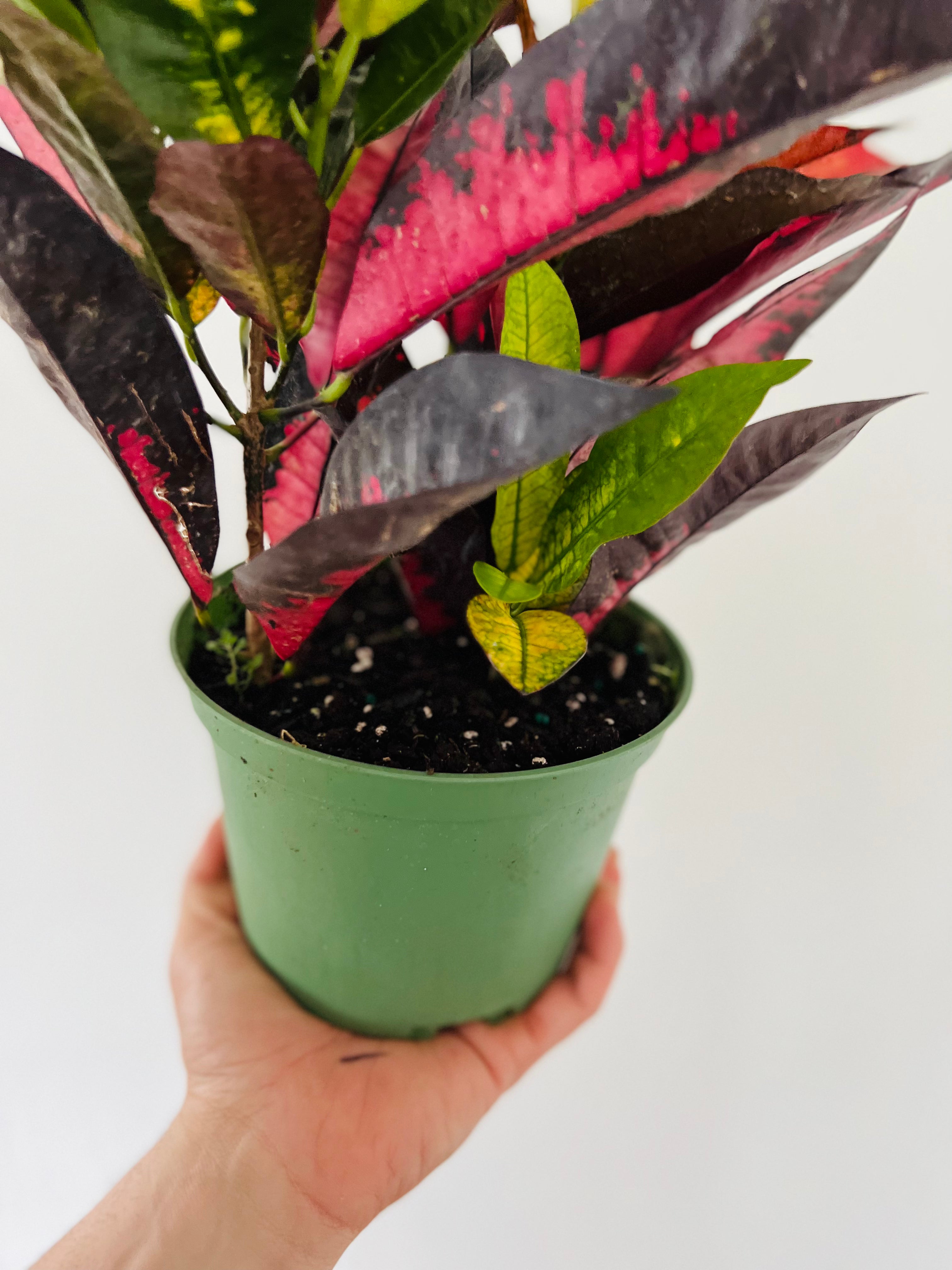 Croton Red Iceton