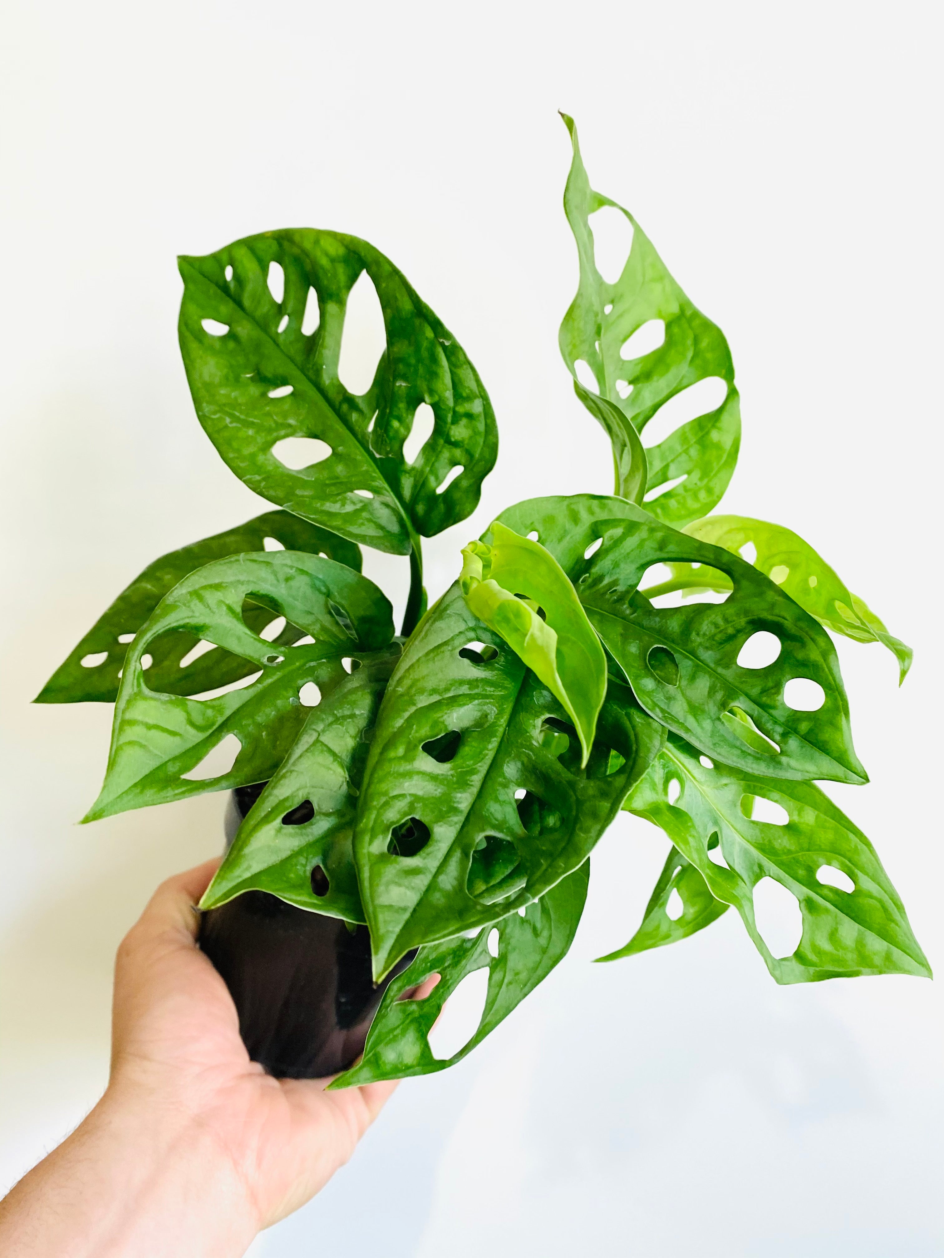 Monstera Adansonii 'Wide Form' - Swiss Cheese Plant