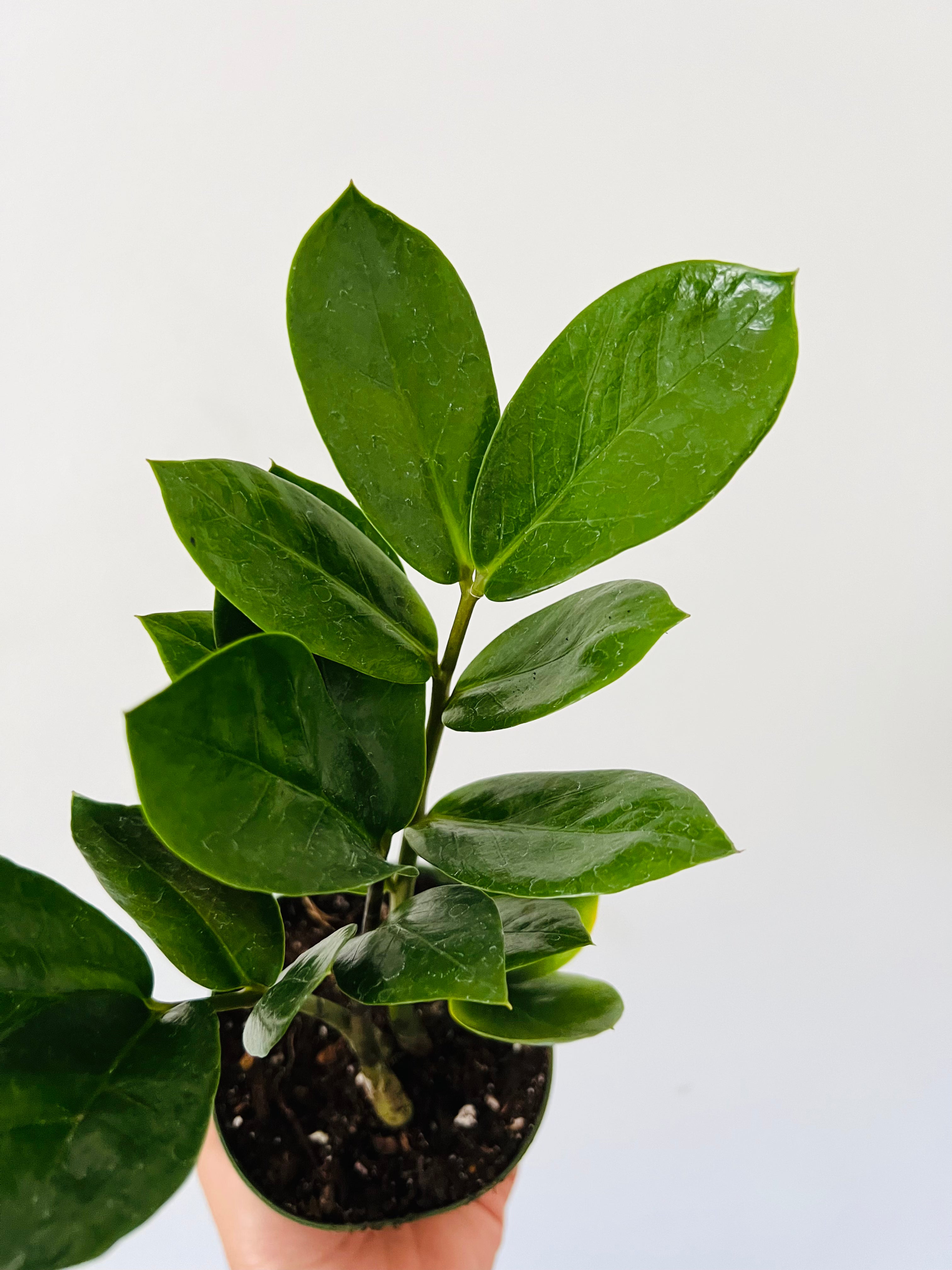 4 inch zz plant ZZ Plant - Zamioculcas Zamiifolia