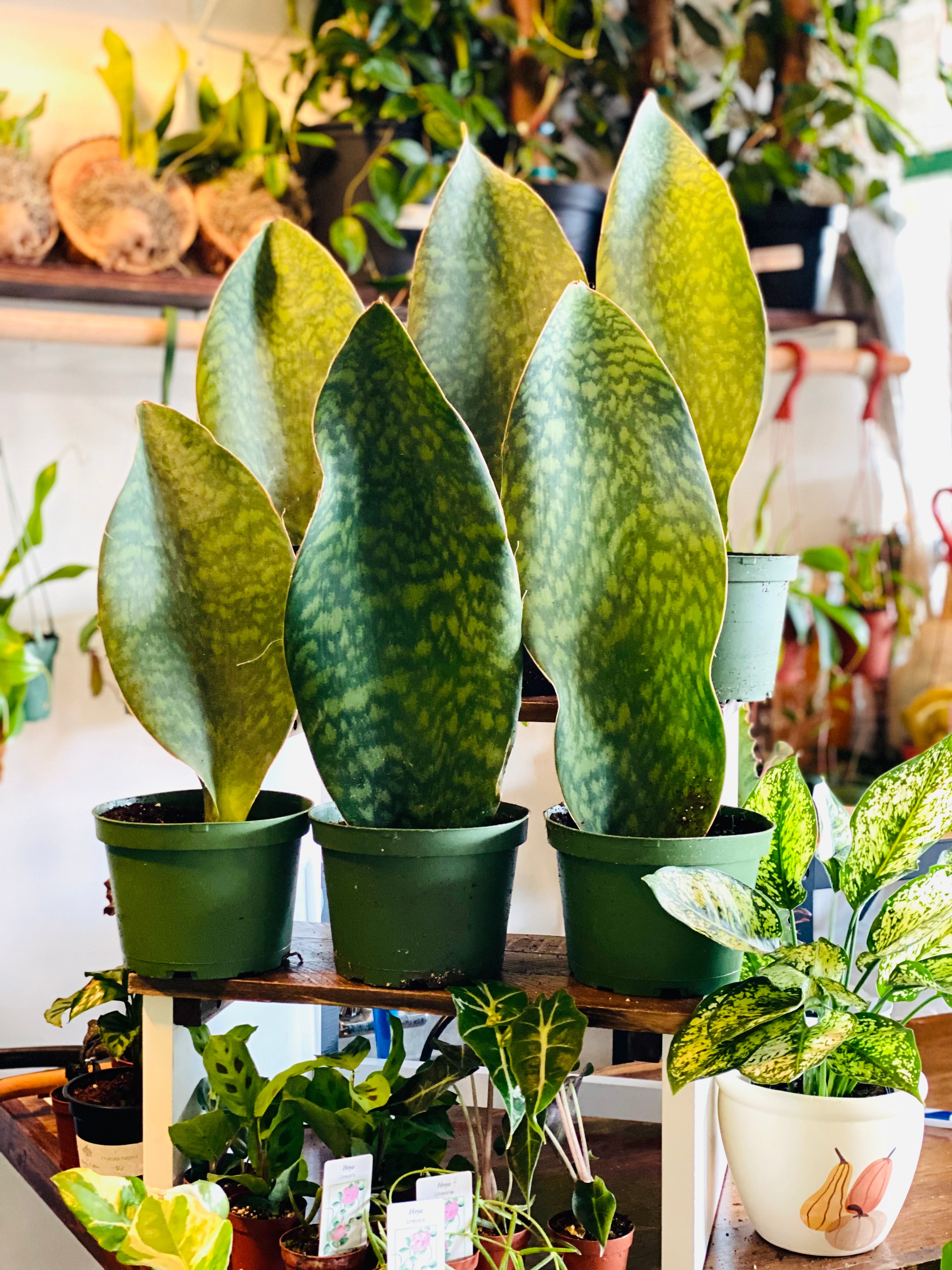 Sansevieria Whale Fin