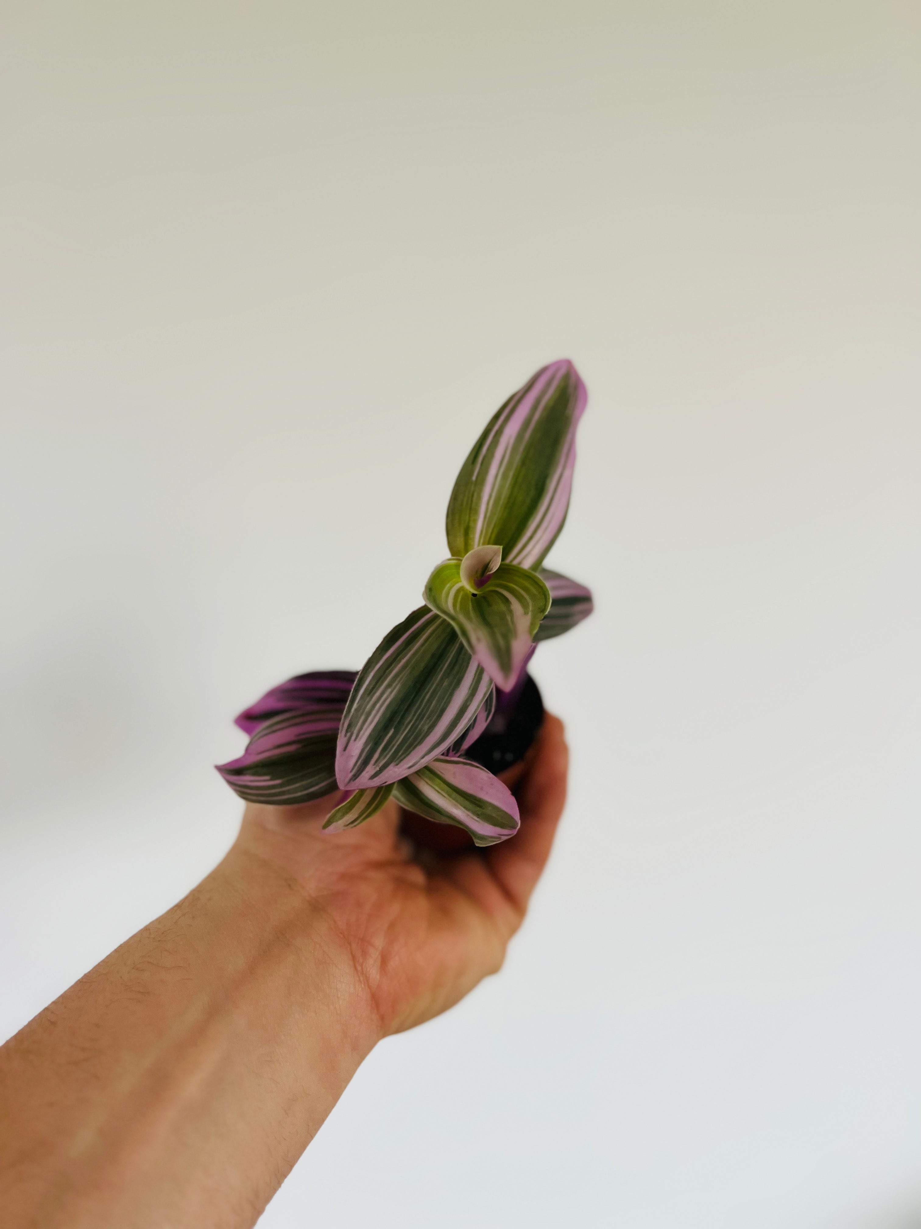 Bubblegum Wandering Dude - Tradescantia Albiflora - 3