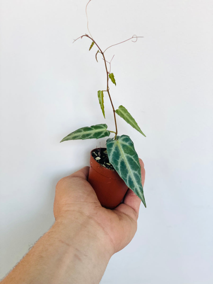 Cissus Amazonica - Begonia Vine - 2