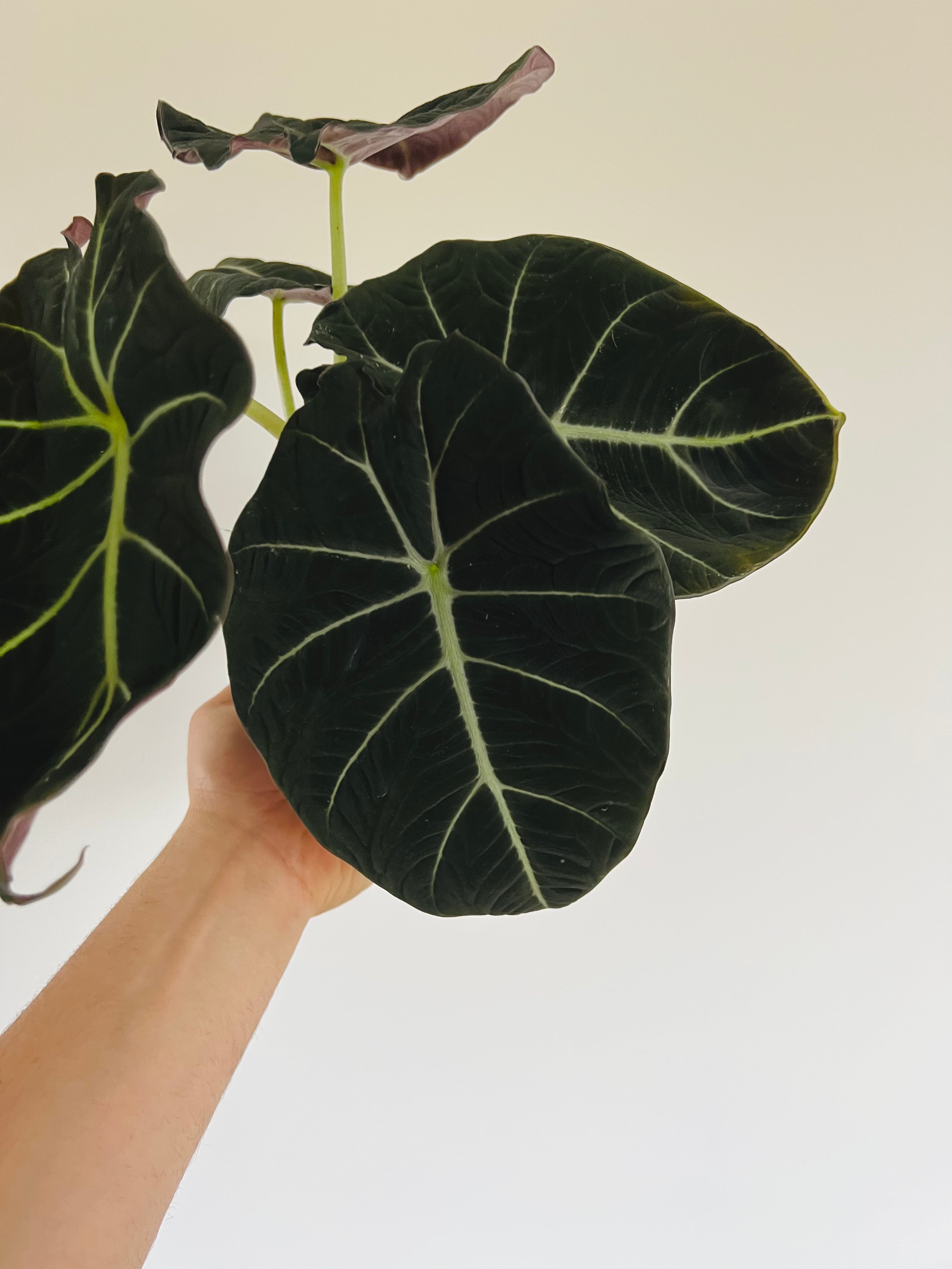 Alocasia Black Magic