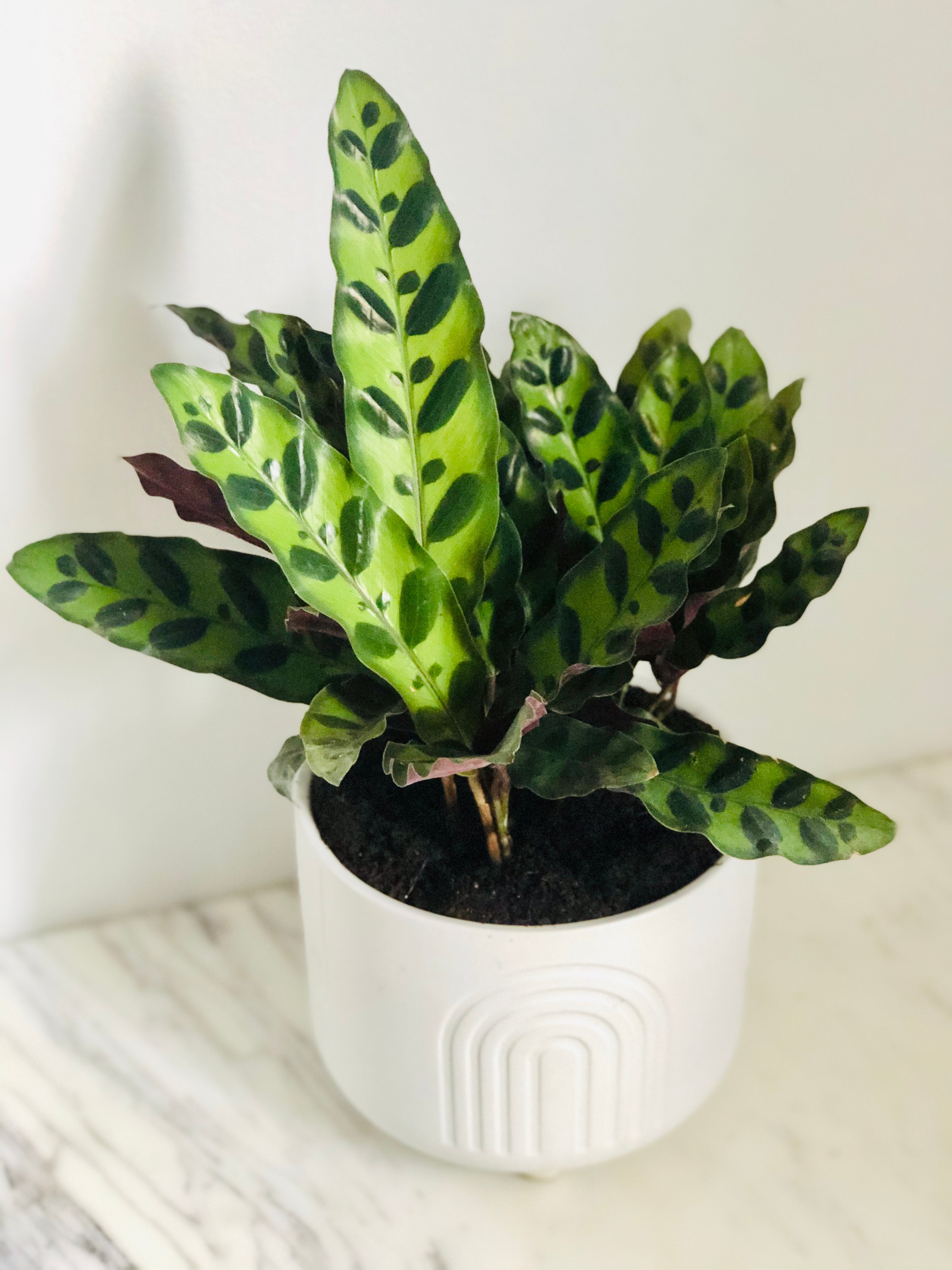 Calathea Lancifolia 'Rattlesnake'
