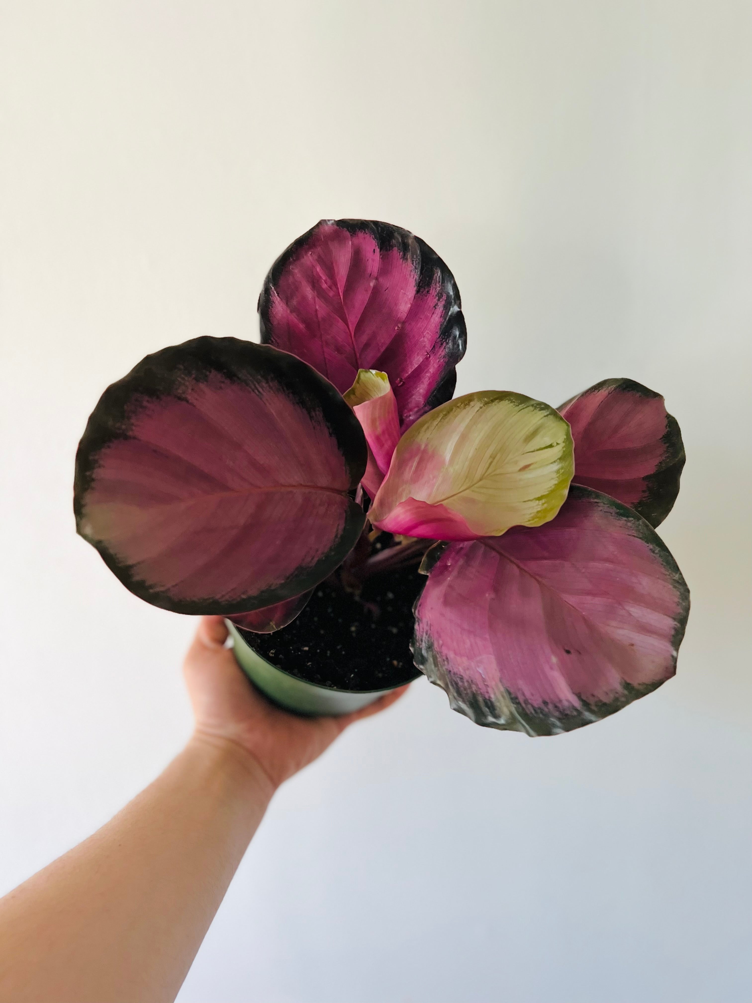 Calathea Black Heart