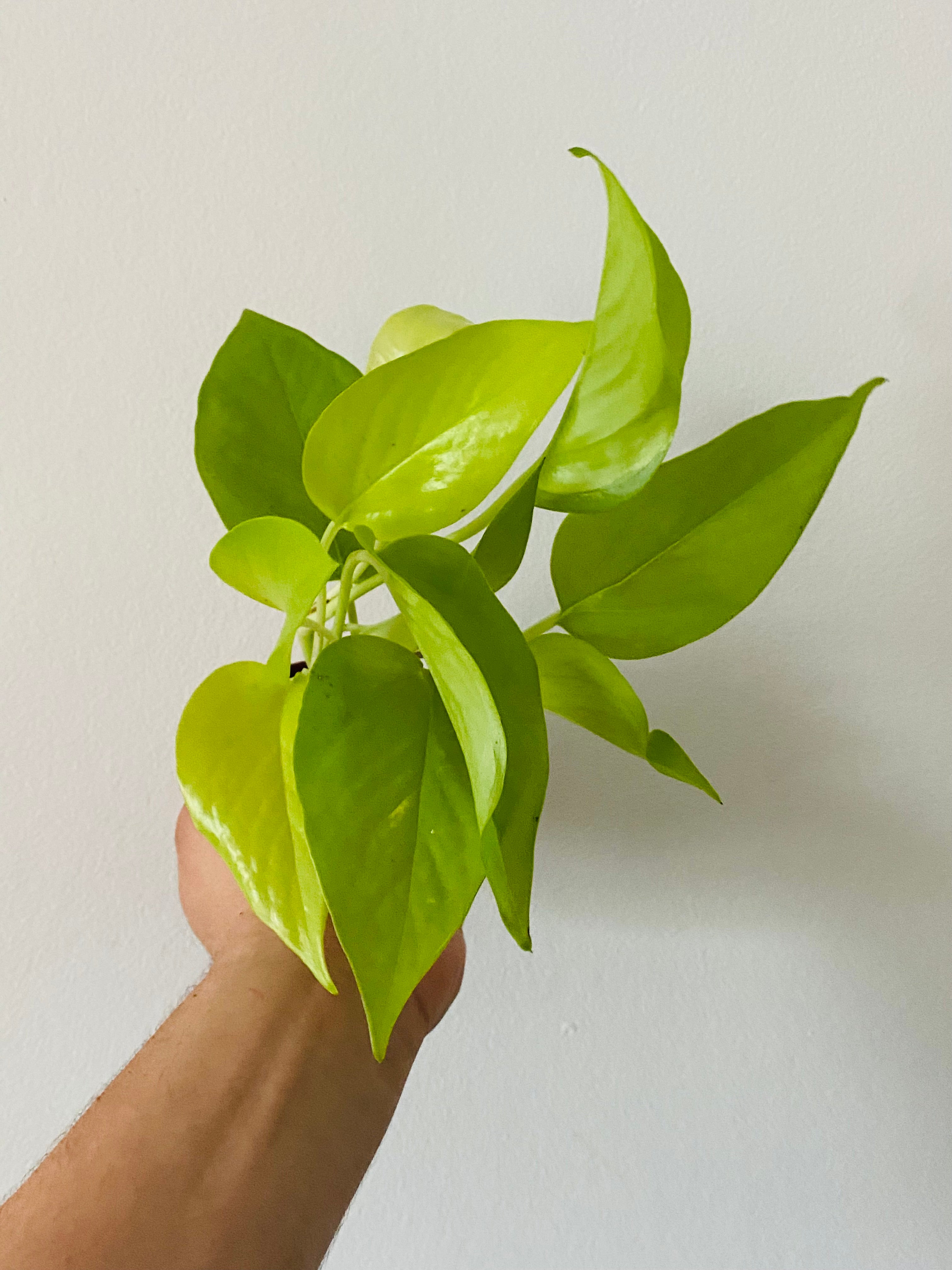 lemon lime pothos vs neon Neon Pothos - Epipremnum Aureum 'Neon'