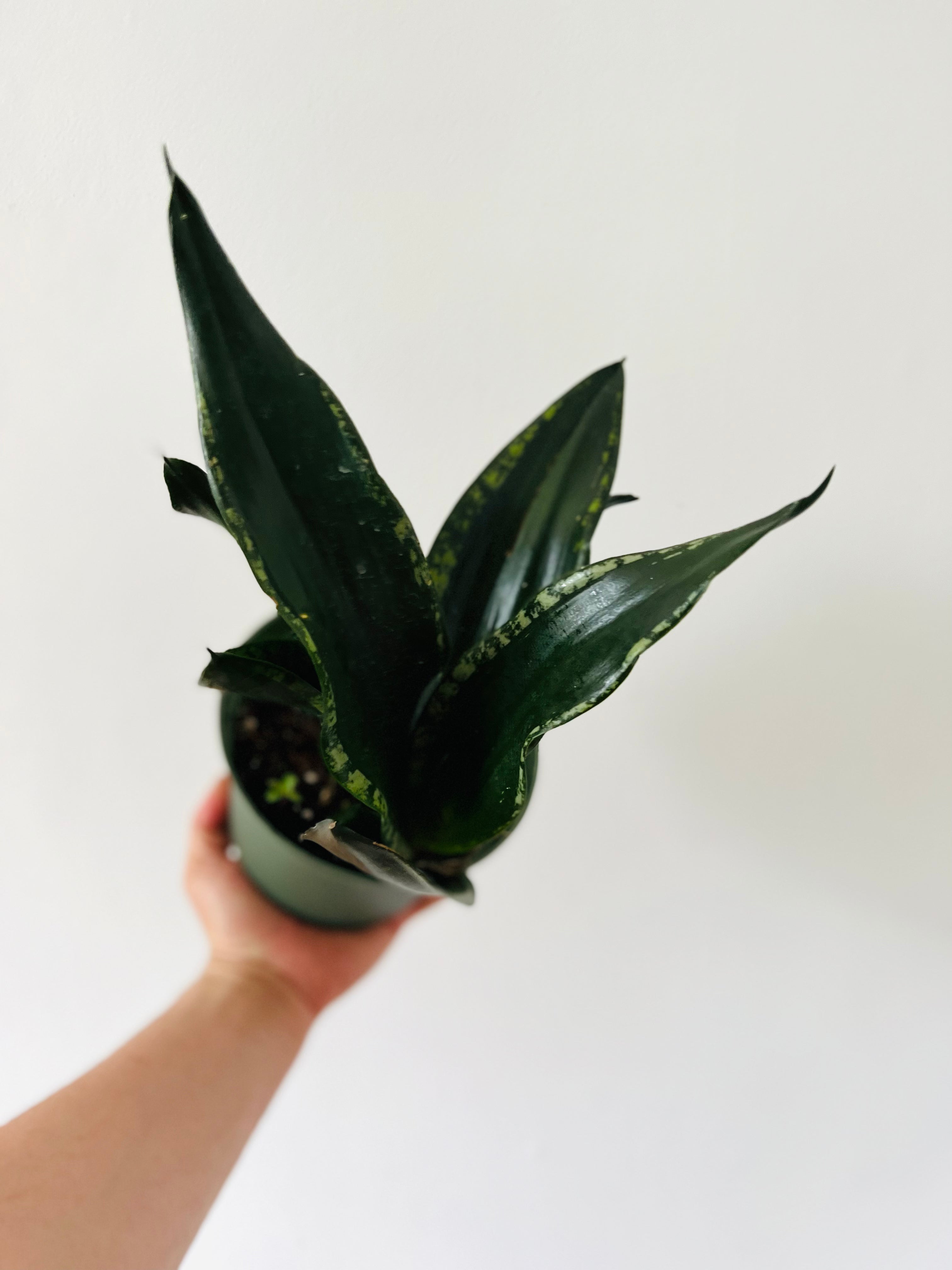 sansevieria grey Sansevieria Silver Flame