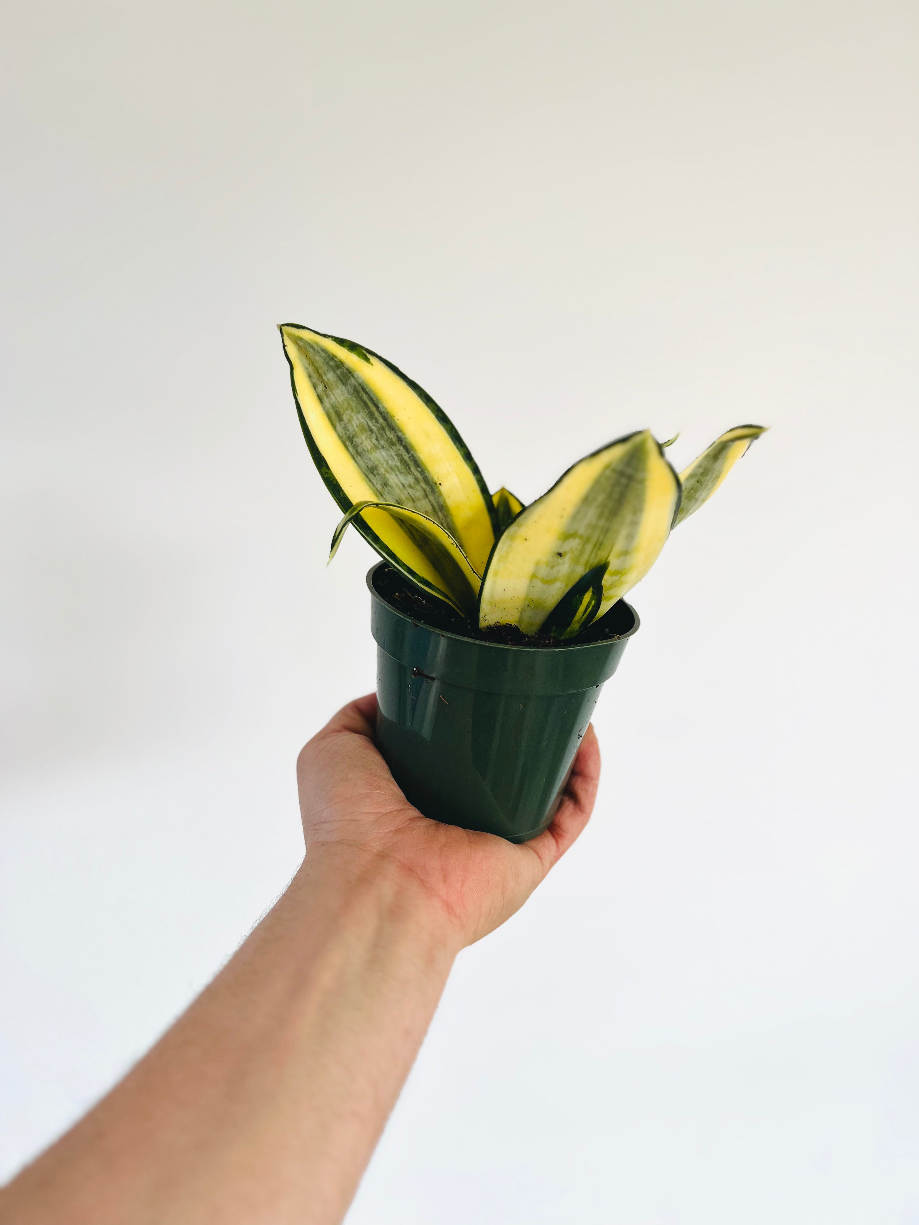 golden wendy snake plant Sansevieria Golden Lotus