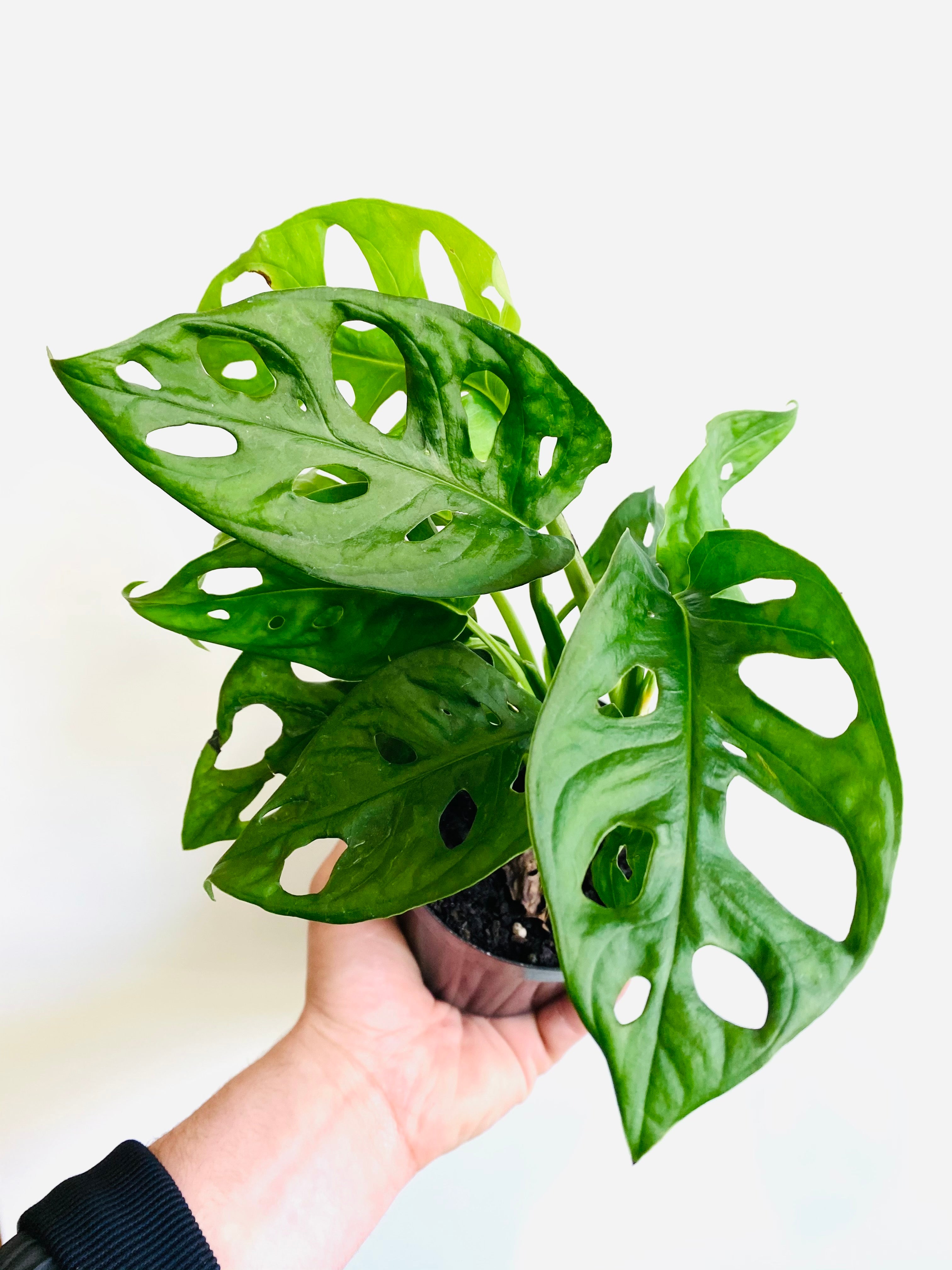 plants that look like swiss cheese Monstera Adansonii 'Wide Form' - Swiss Cheese Plant