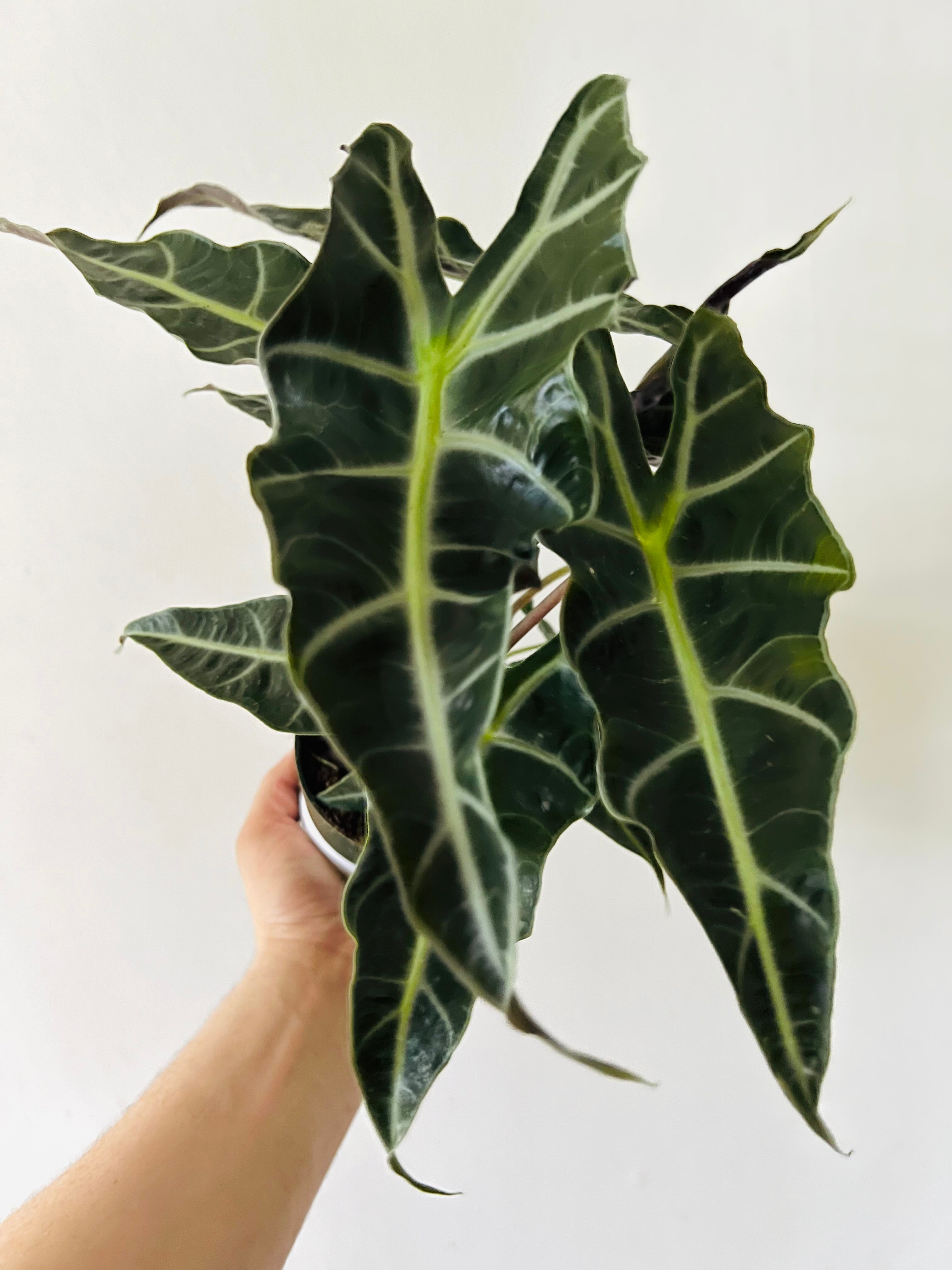 Alocasia amazonica 'Polly' 6 IN
