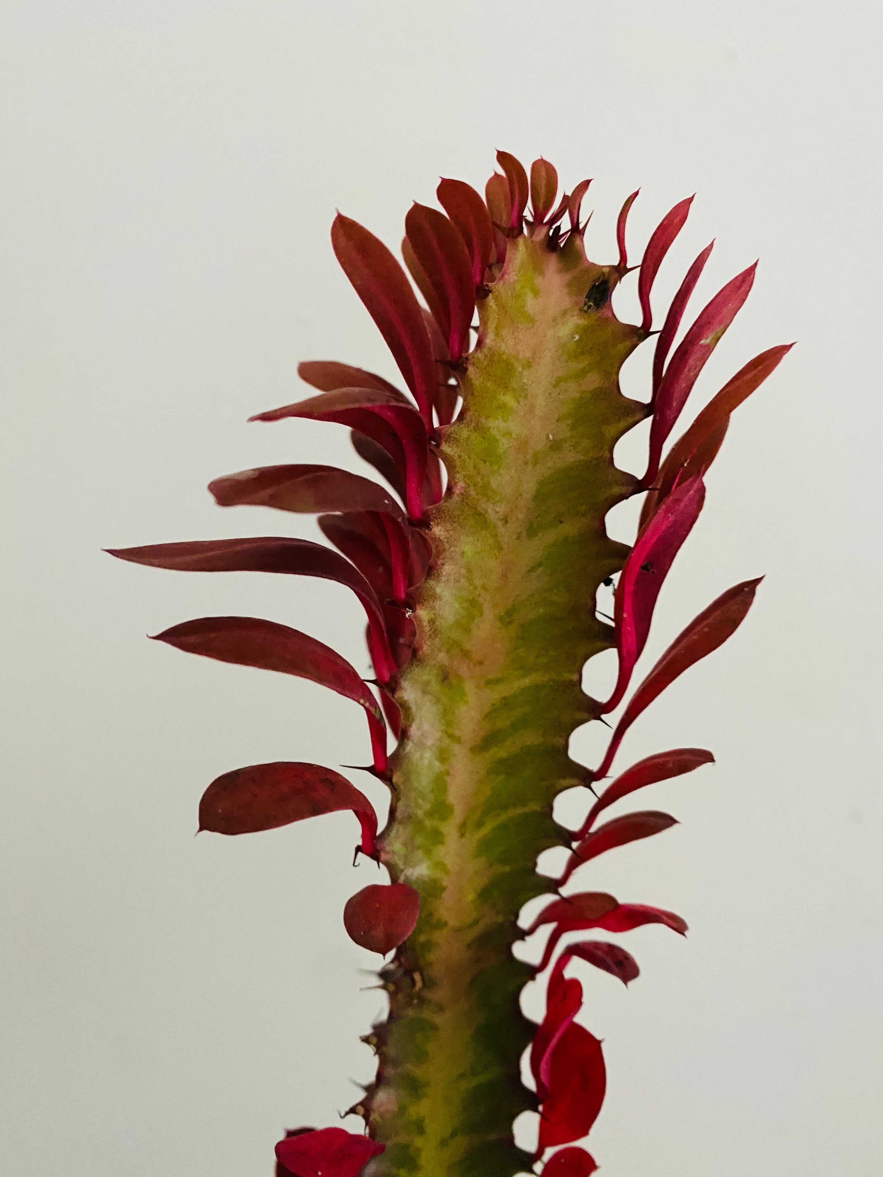 cactus milk Euphorbia Trigona 'Rubra' - African Milk Tree
