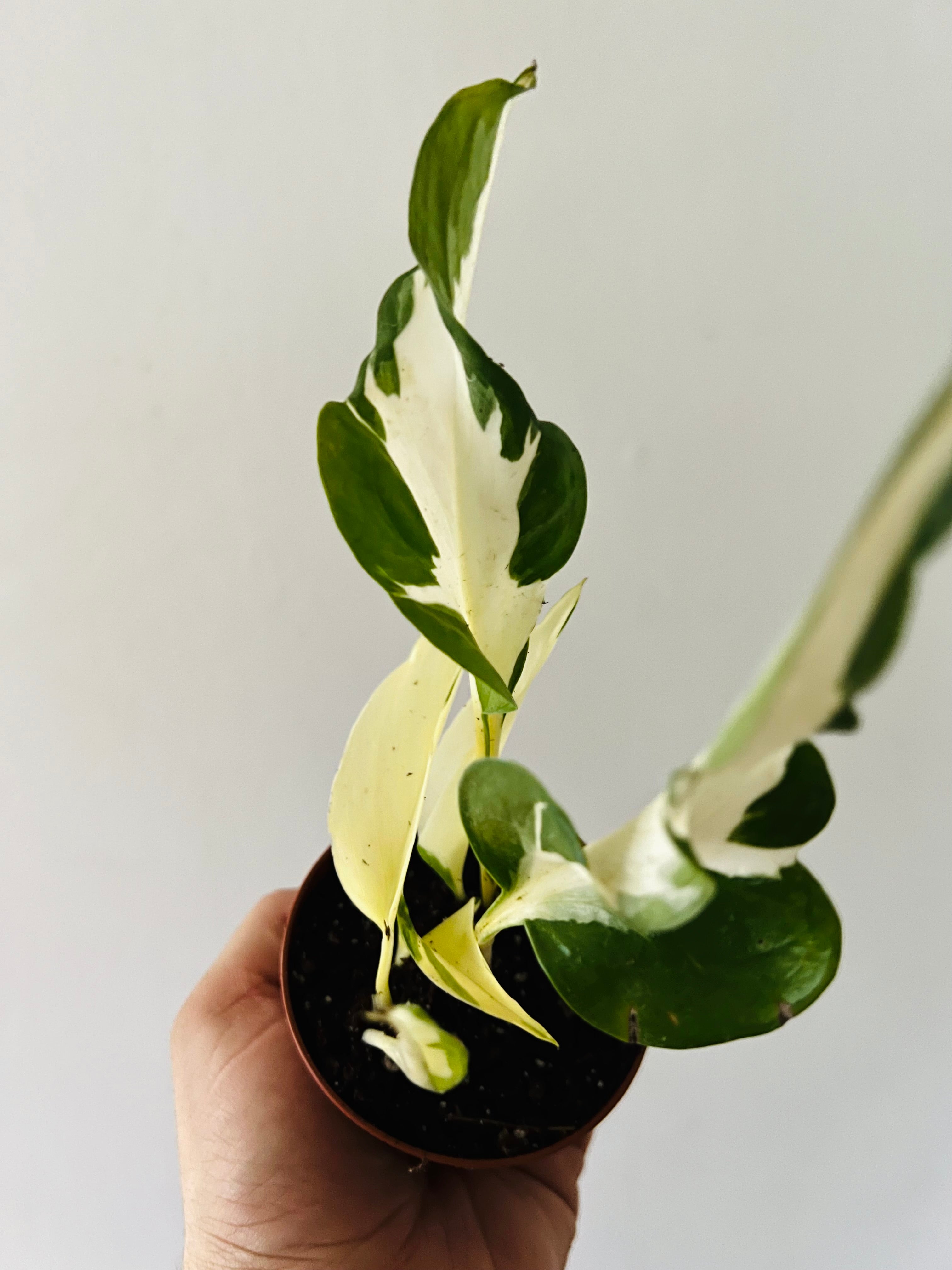 mutated manjula pothos Pothos Manjula - Mutant Manjula - New & Rare Manjula Sport - 3” Pot