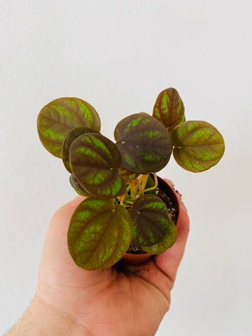 Peperomia Peppermill - 2