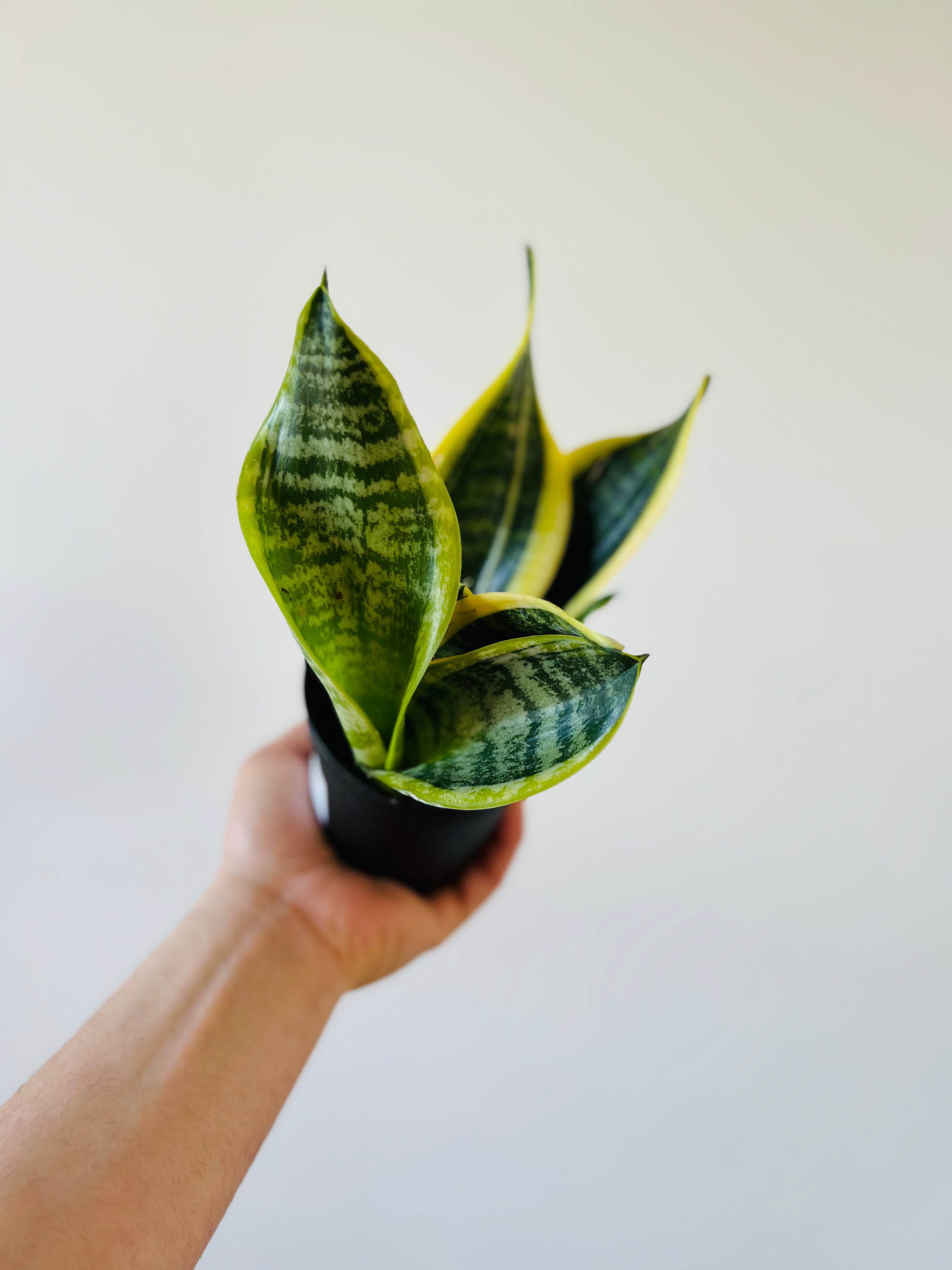 Sansevieria Superba