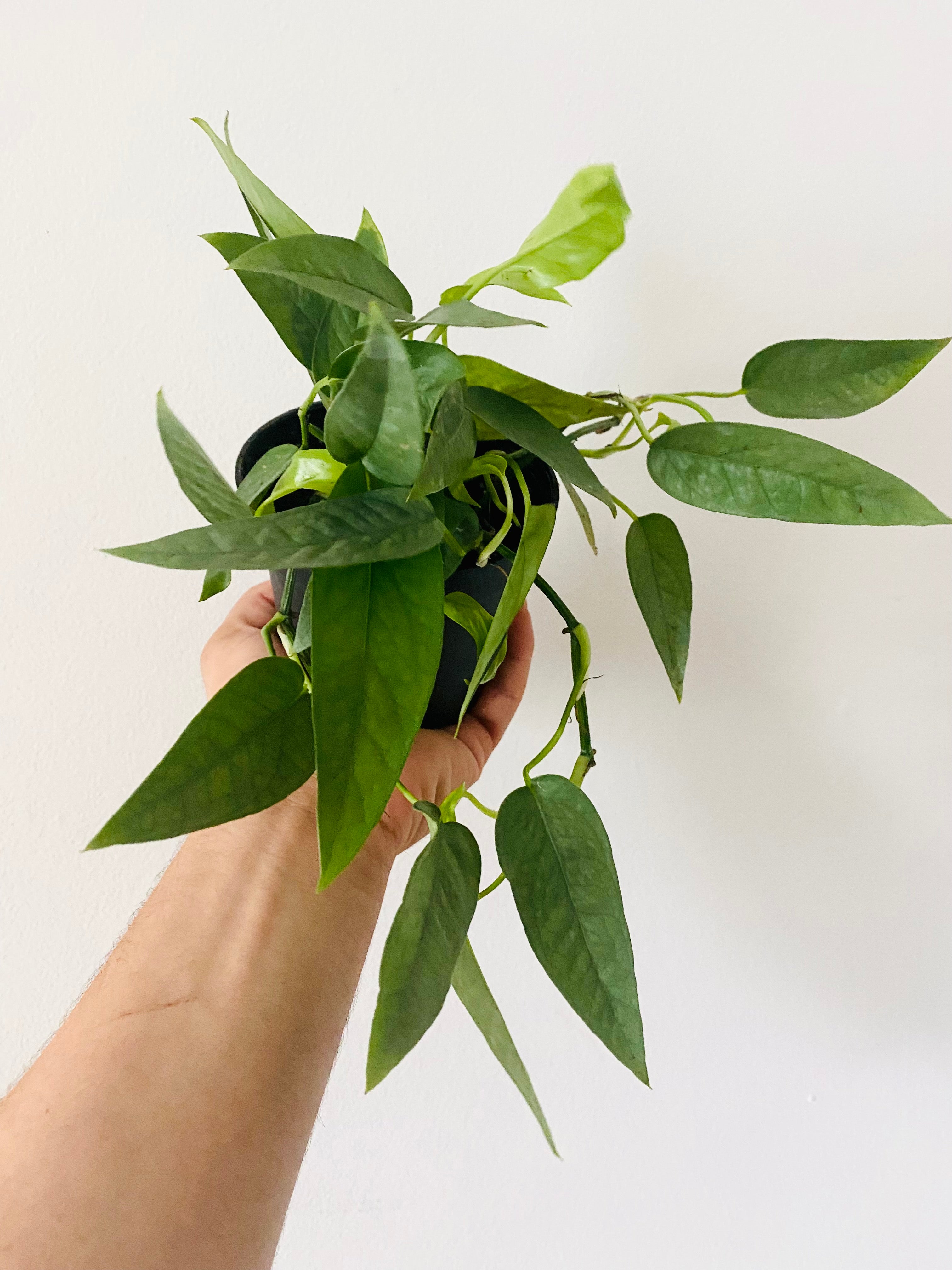 Pothos