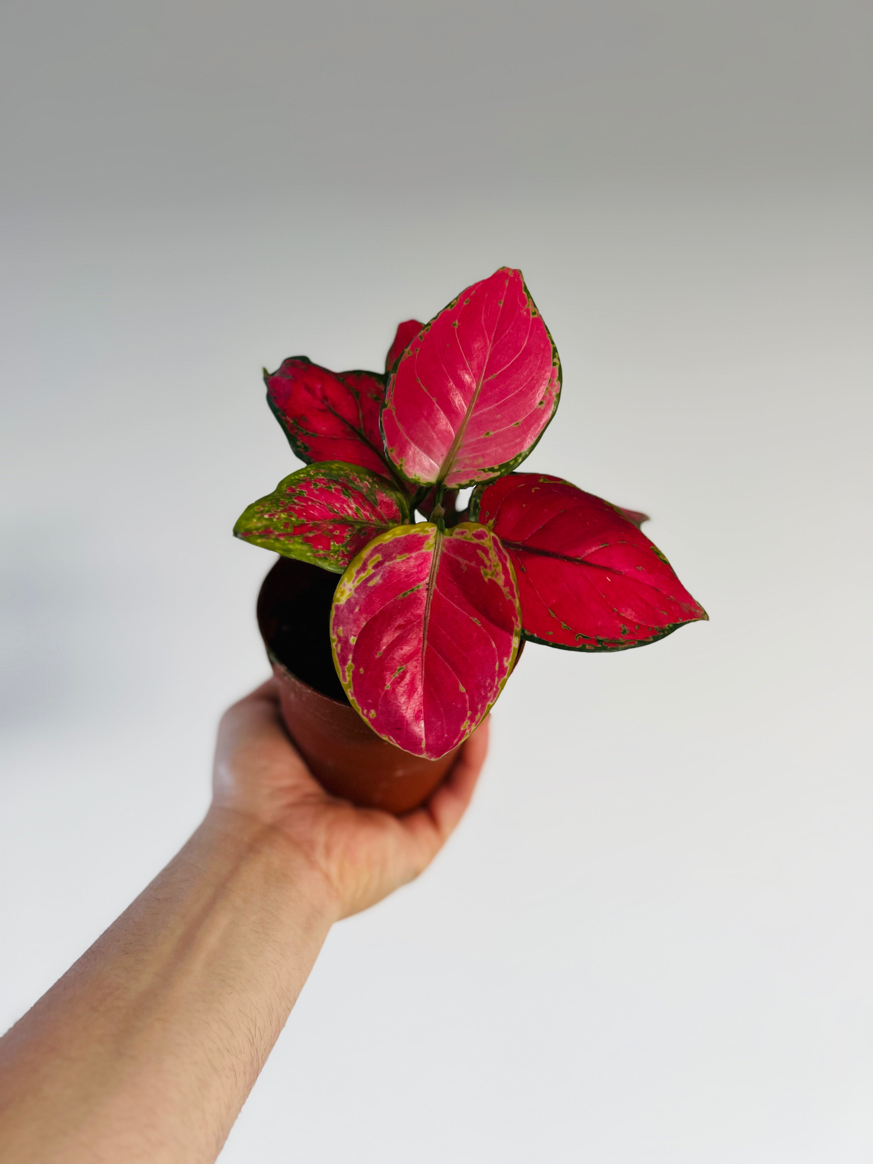 aglaonema super red star Aglaonema Red Zircon