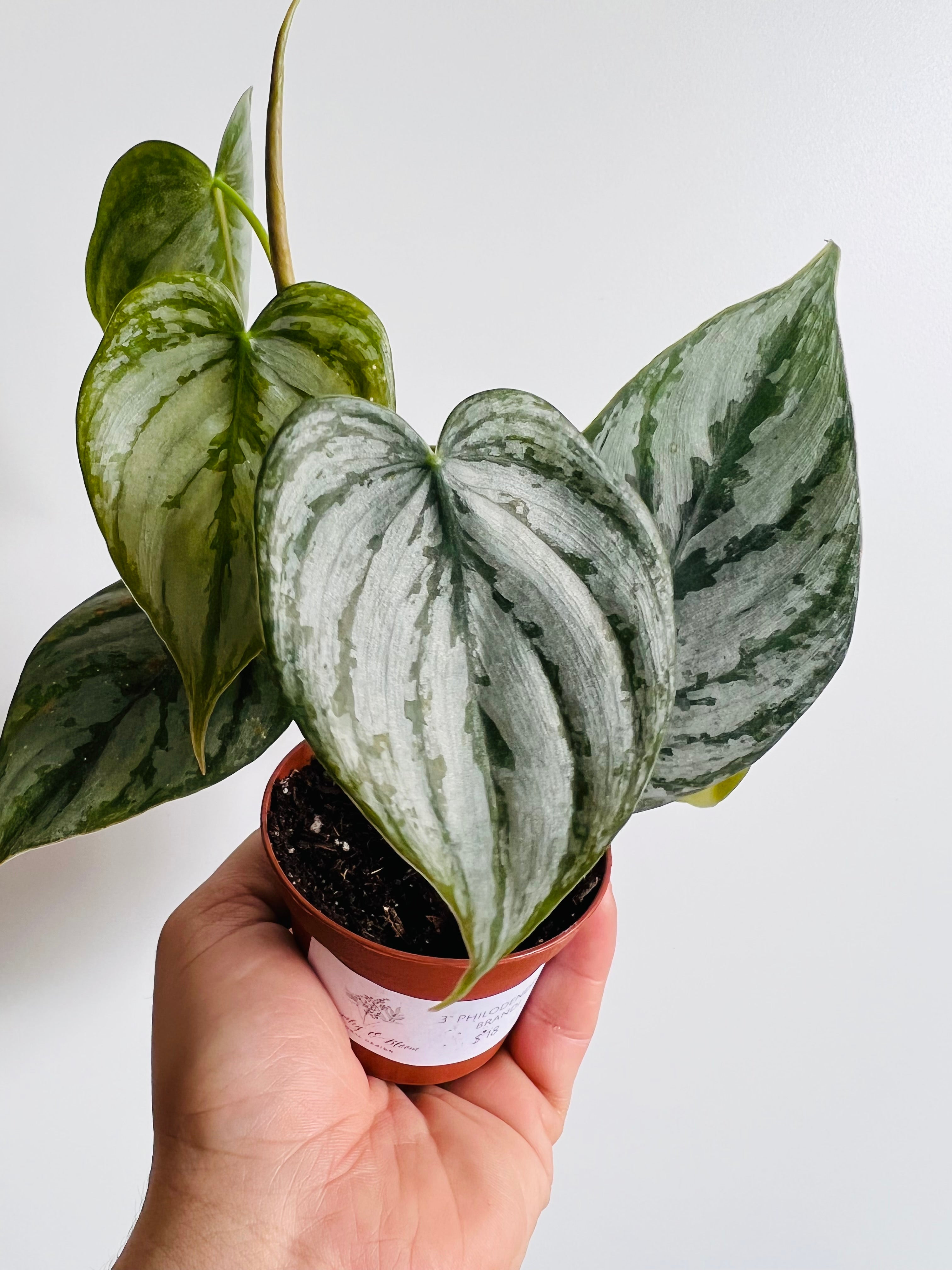 Philodendron Brandtianum - Silver Shield