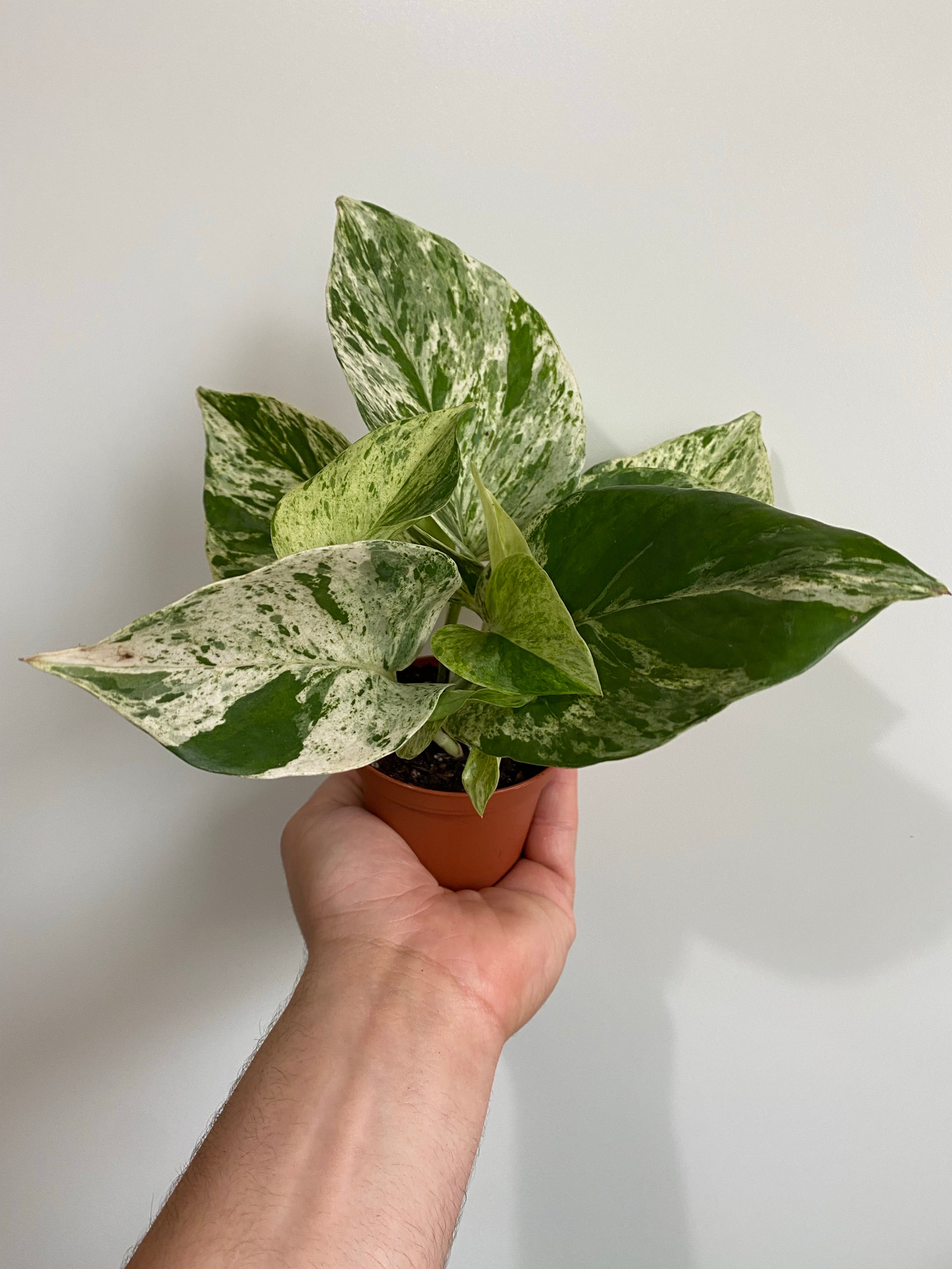 marble queen pothos outside Epipremnum ‘Marble Queen Pothos’