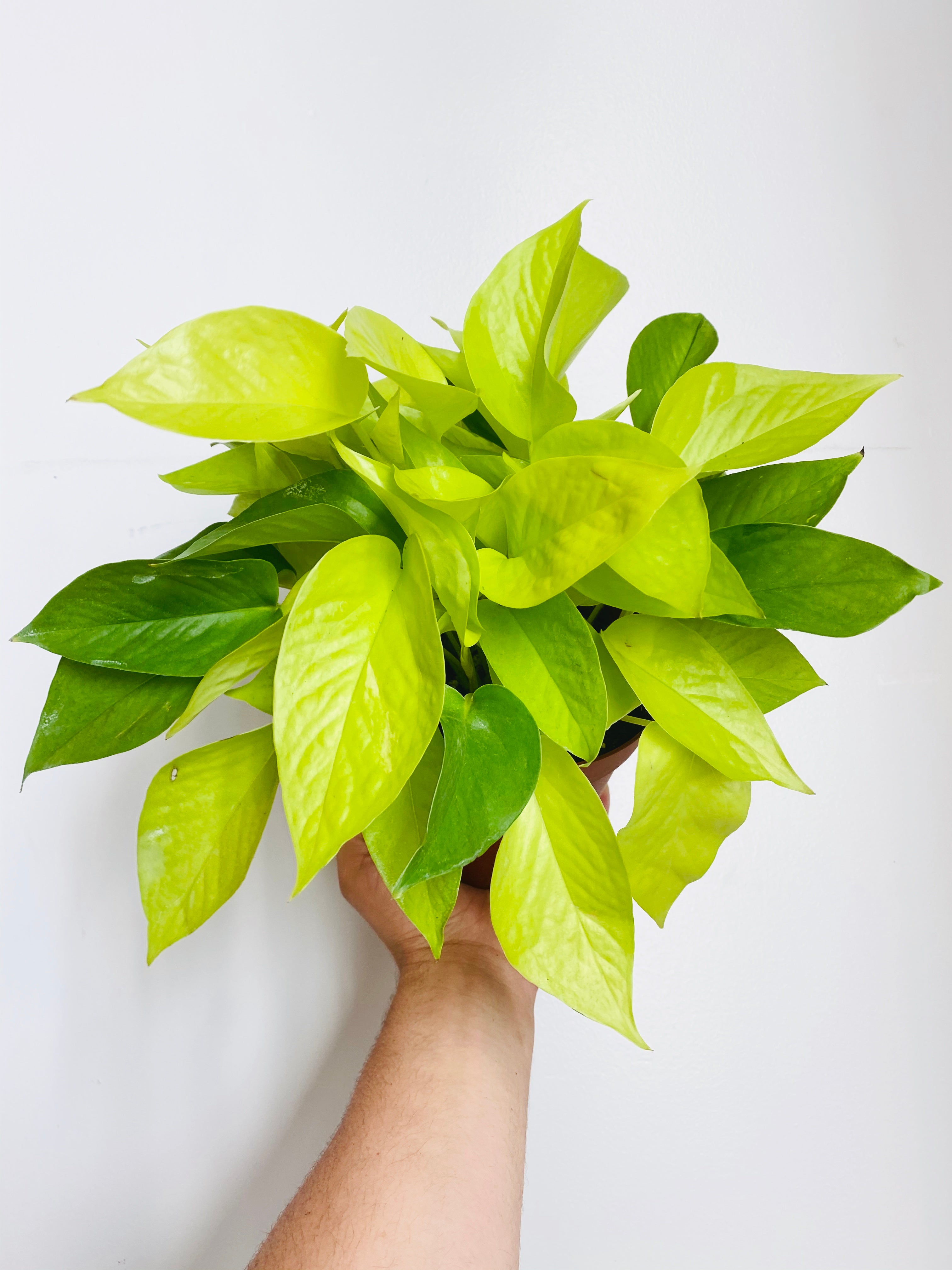 yellow leaves pothos plant Neon Pothos - Epipremnum Aureum 'Neon'
