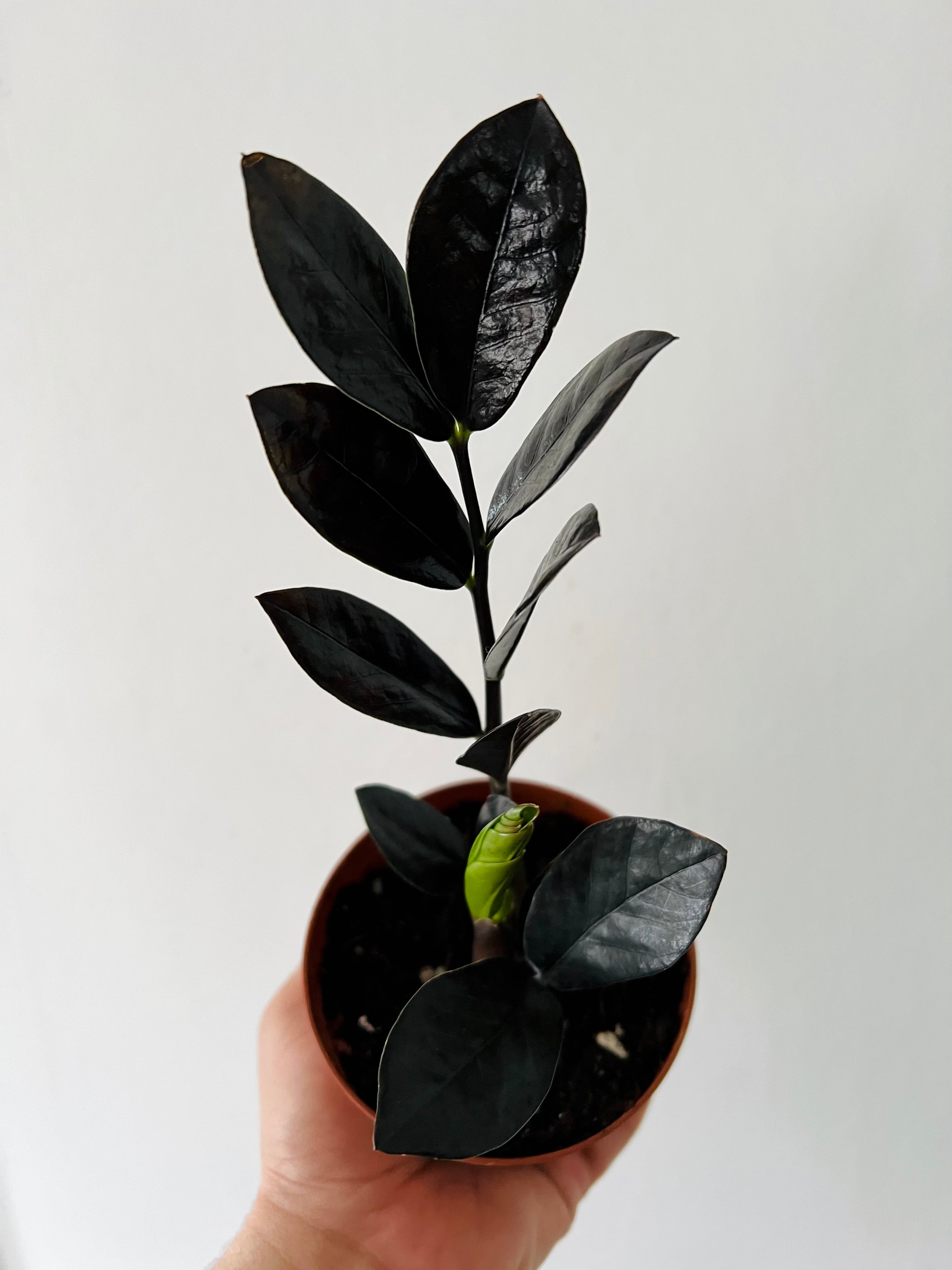 nova star zz plant ZZ 'Nova Star'