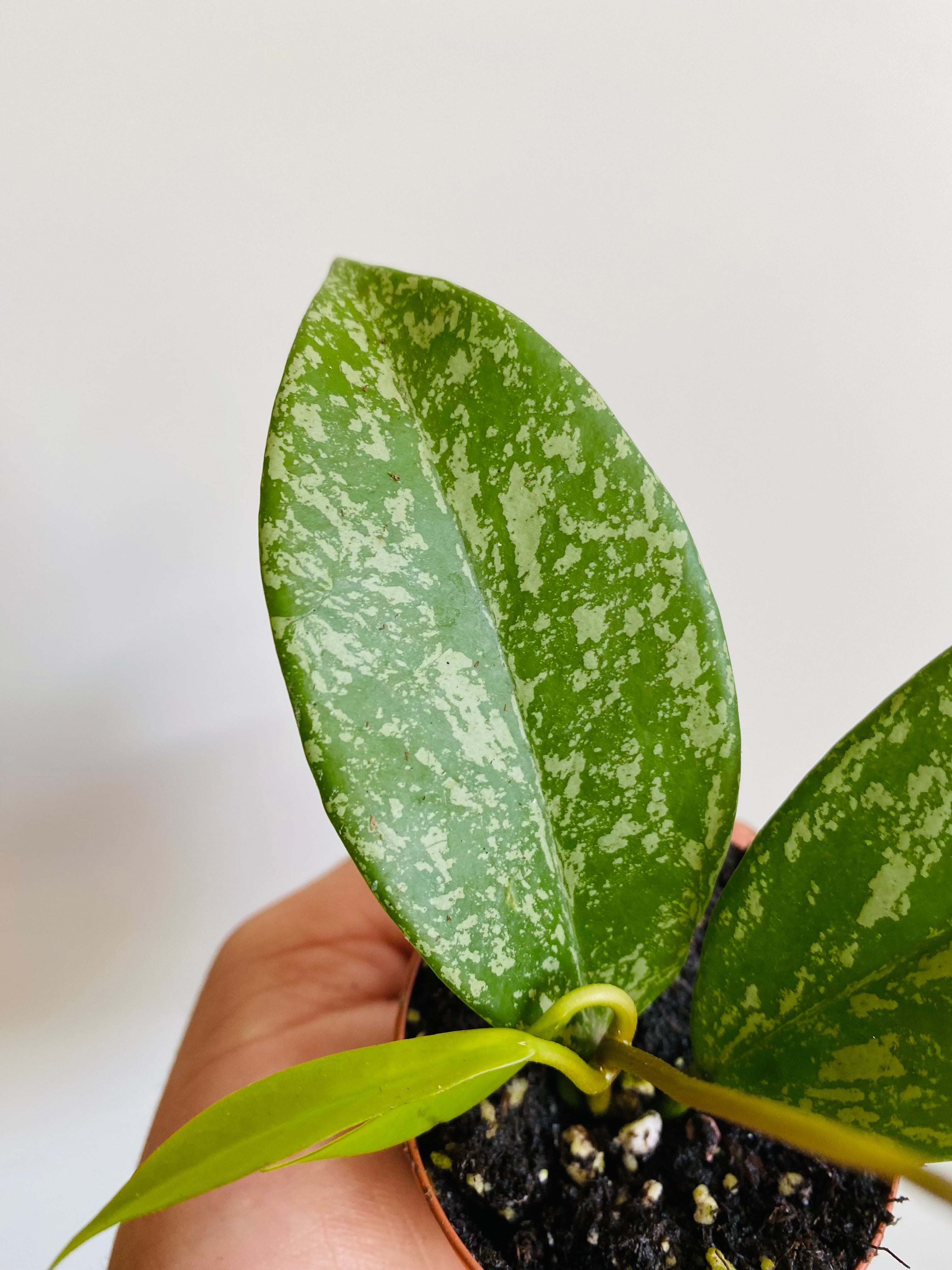 Hoya Pubicalyx - Starter Hoya - 2