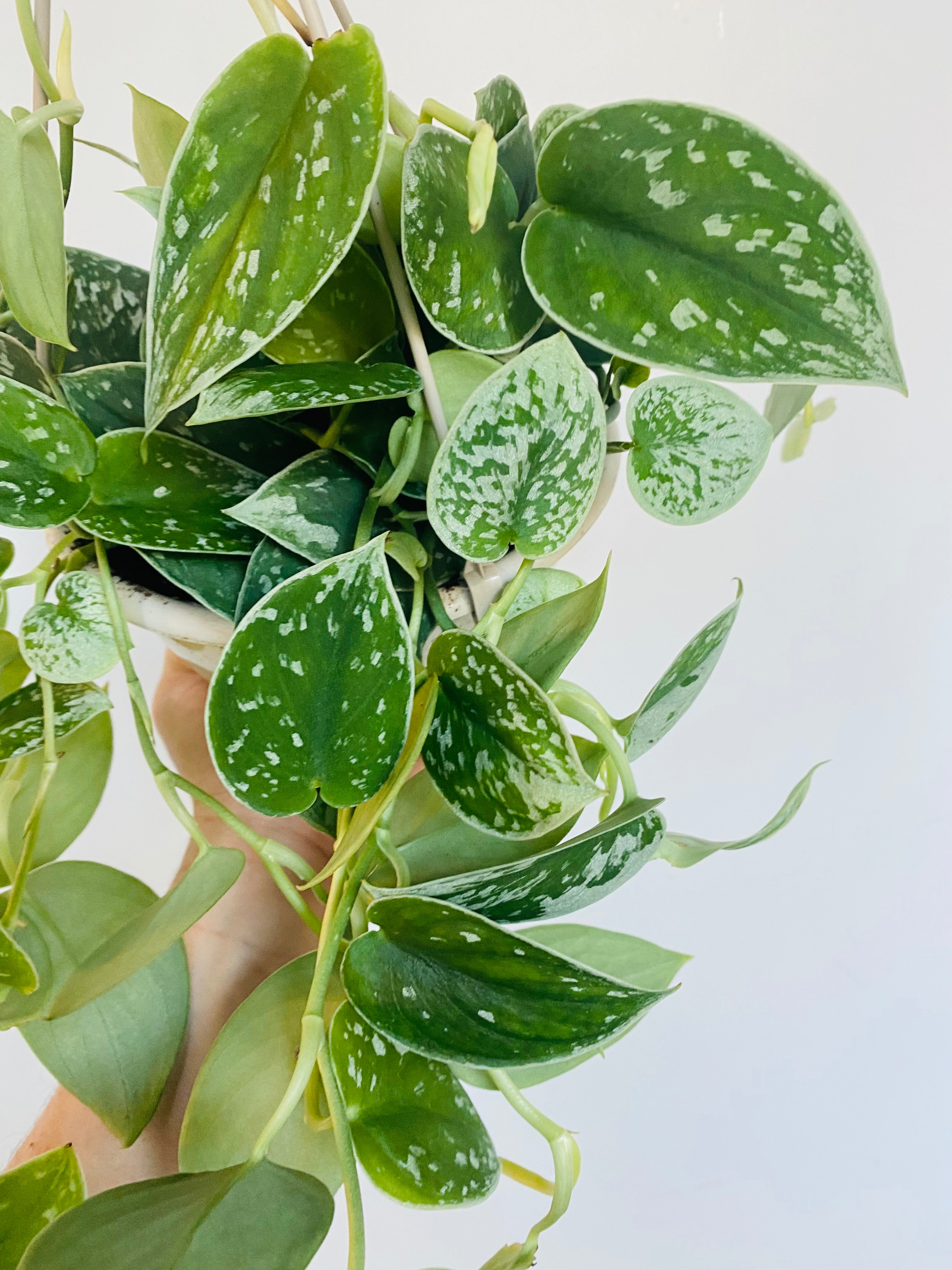 hanging plant with silver leaves Scindapsus pictus 'Silvery Ann'