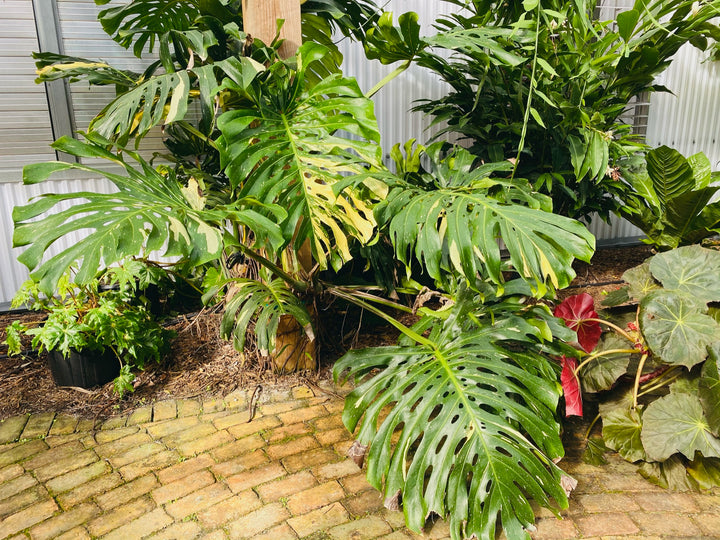 monstera thai constellation, white wizard, philodendron gabby, cream splash