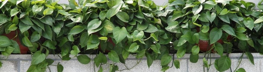 Pothos, scindapsus, rare plants, easy plants, plant store near me, hoya, rare hoya, hoya noid
